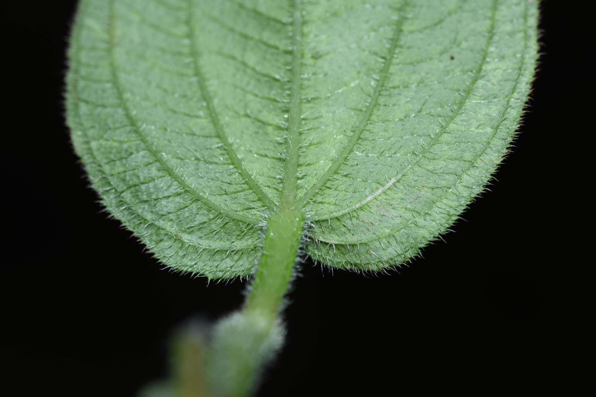 Aciotis ornata (Miq.) Gleason - Photo Bivouac Naturaliste