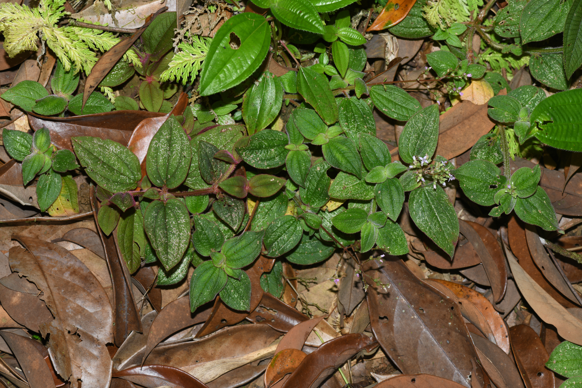 Aciotis ornata (Miq.) Gleason - Photo Bivouac Naturaliste
