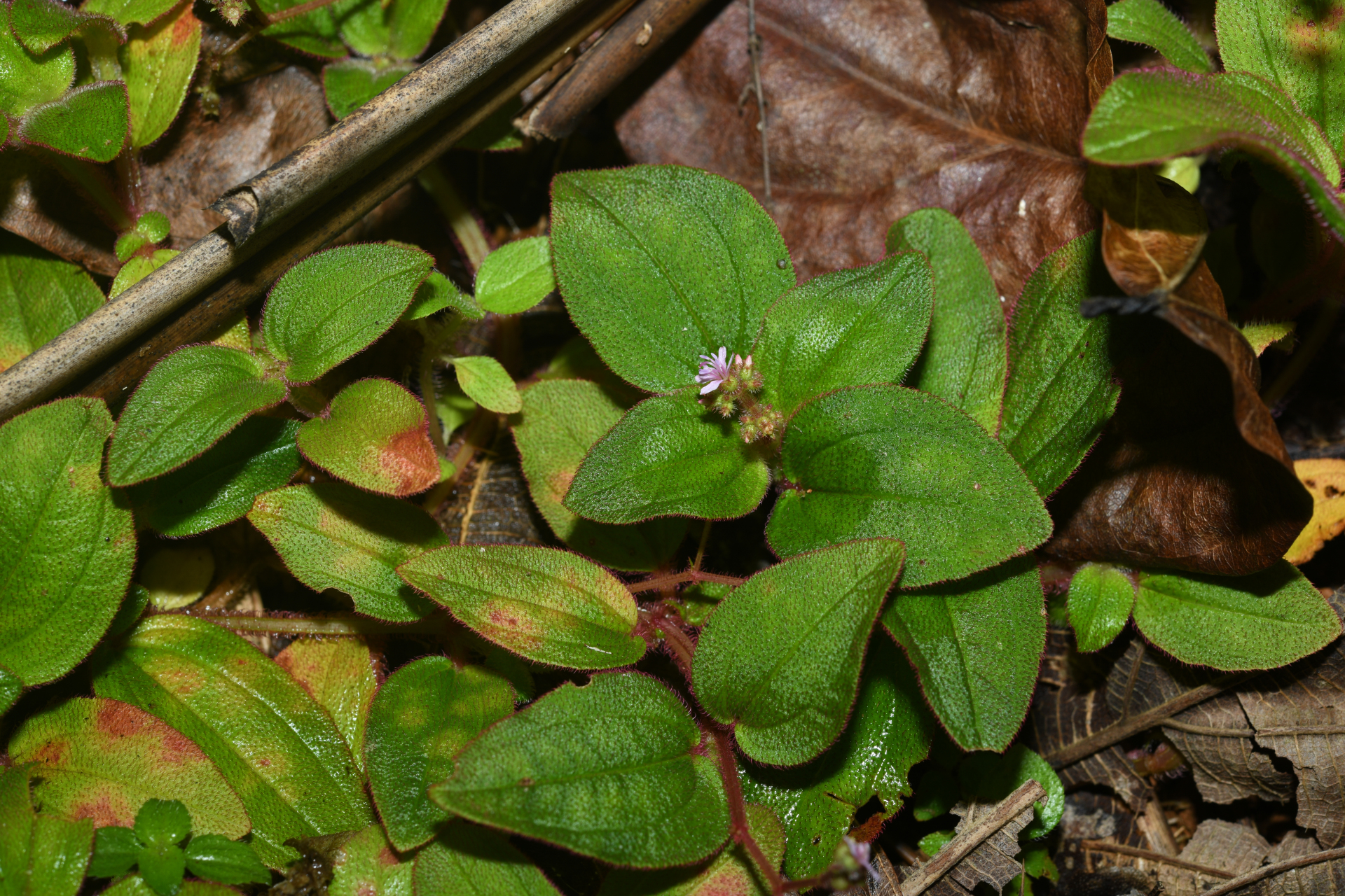 Aciotis ornata (Miq.) Gleason - Photo Bivouac Naturaliste