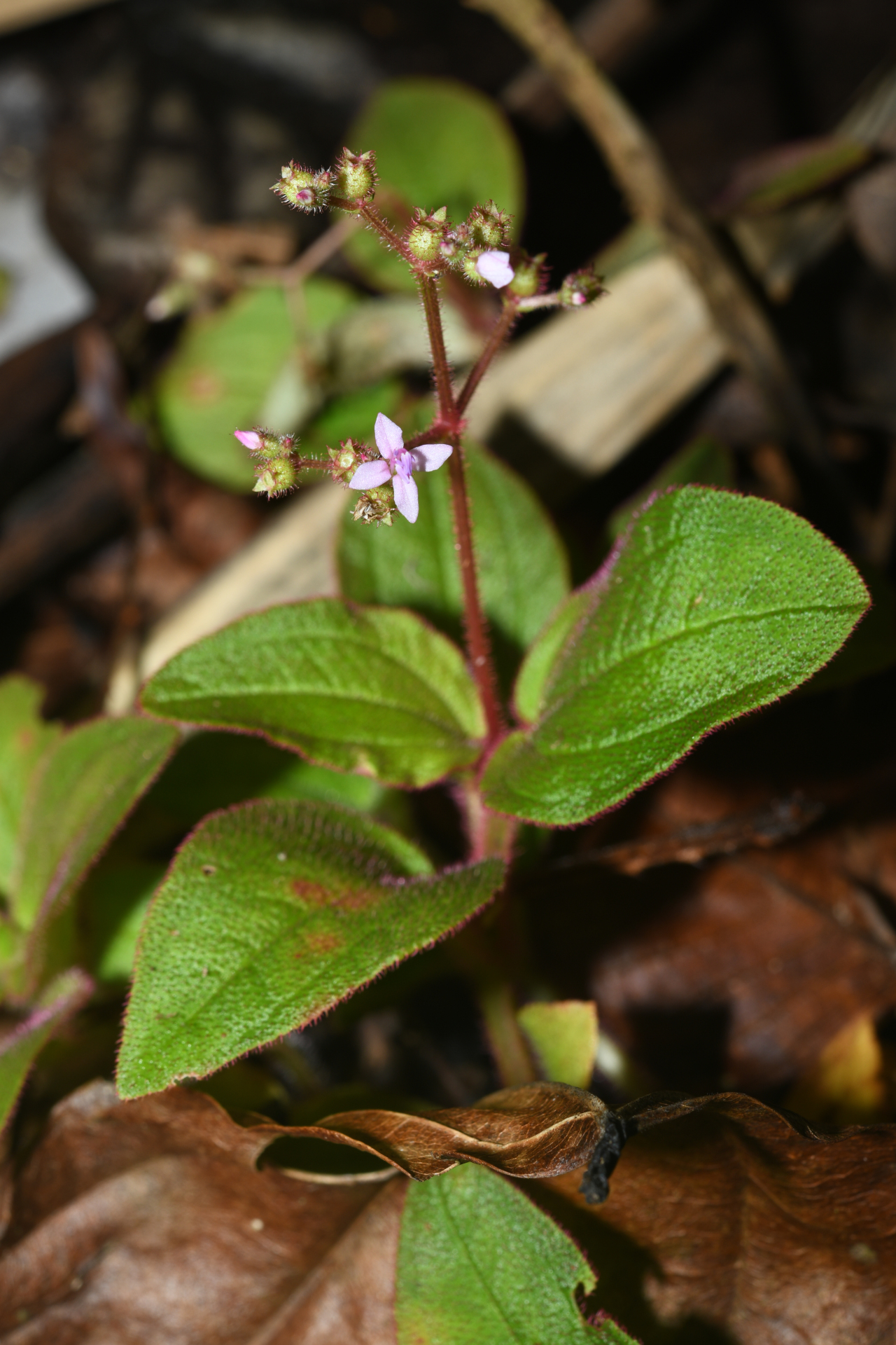 Aciotis ornata (Miq.) Gleason - Photo Bivouac Naturaliste