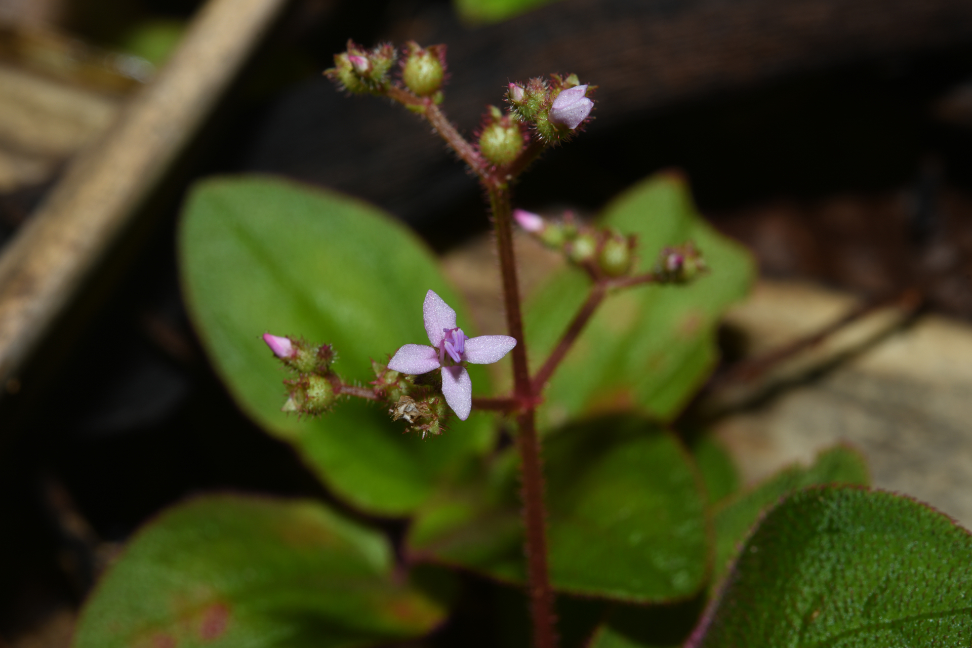 Aciotis ornata (Miq.) Gleason - Photo Bivouac Naturaliste