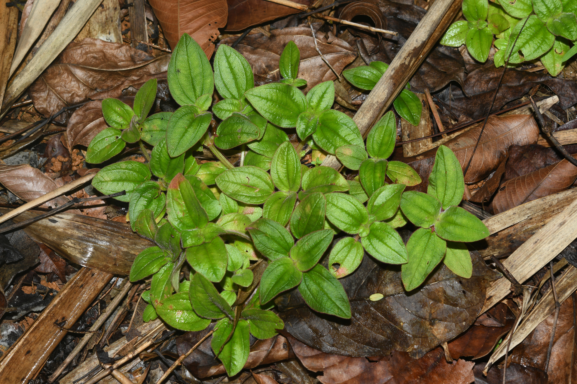 Aciotis ornata (Miq.) Gleason - Photo Bivouac Naturaliste