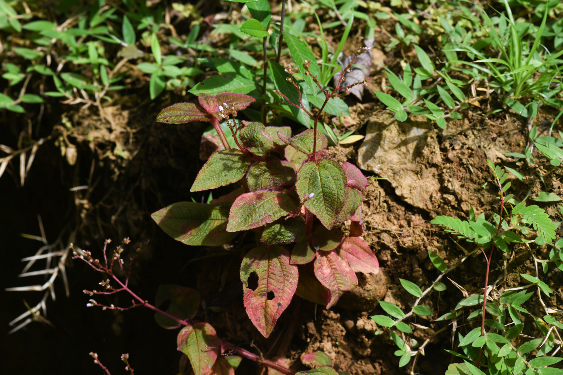 Aciotis annua (Mart. ex DC.) Triana - Photo Bivouac Naturaliste