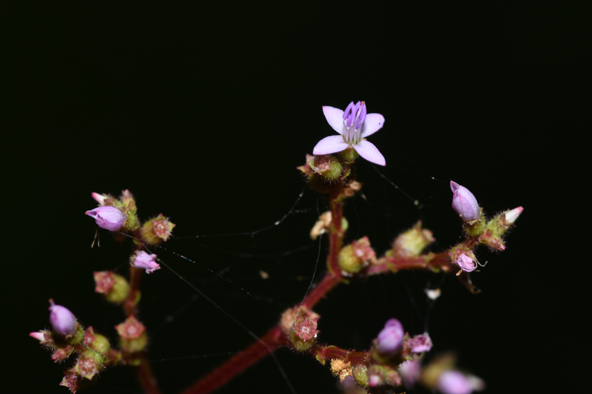 Aciotis annua (Mart. ex DC.) Triana - Photo Bivouac Naturaliste