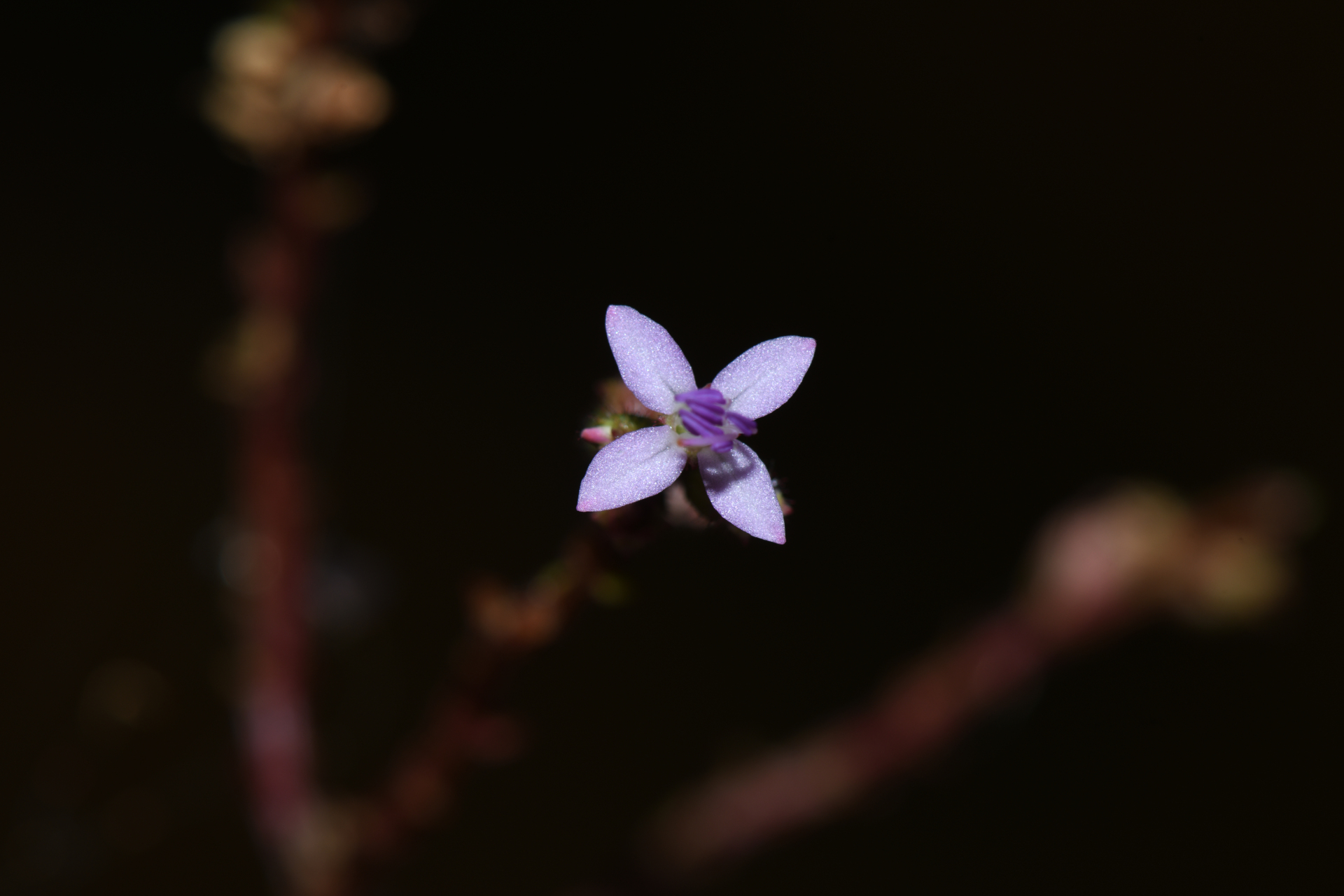 Aciotis annua (Mart. ex DC.) Triana - Photo Bivouac Naturaliste