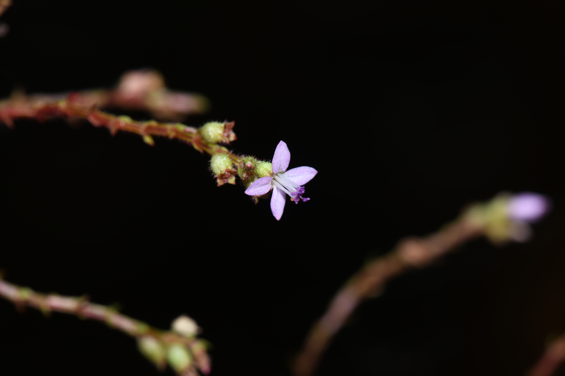 Aciotis annua (Mart. ex DC.) Triana - Photo Bivouac Naturaliste