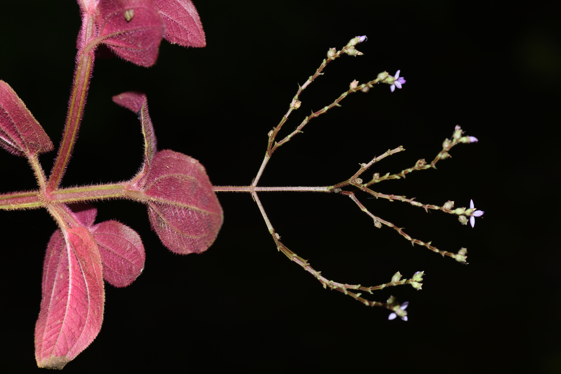 Aciotis annua (Mart. ex DC.) Triana - Photo Bivouac Naturaliste