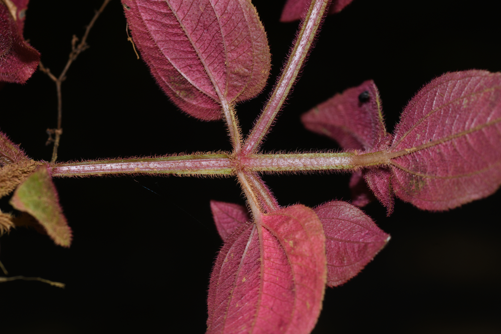 Aciotis annua (Mart. ex DC.) Triana - Photo Bivouac Naturaliste