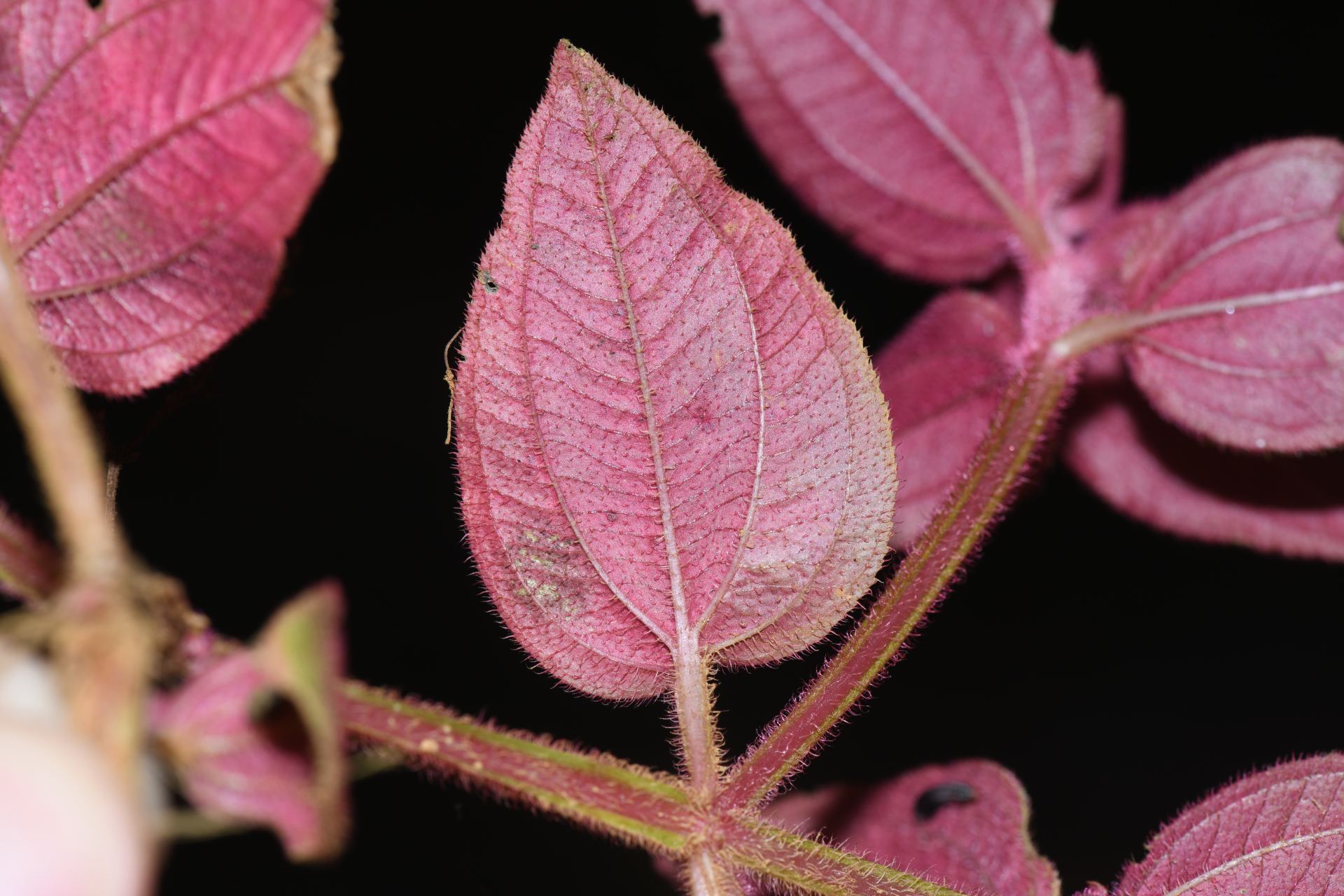 Aciotis annua (Mart. ex DC.) Triana - Photo Bivouac Naturaliste