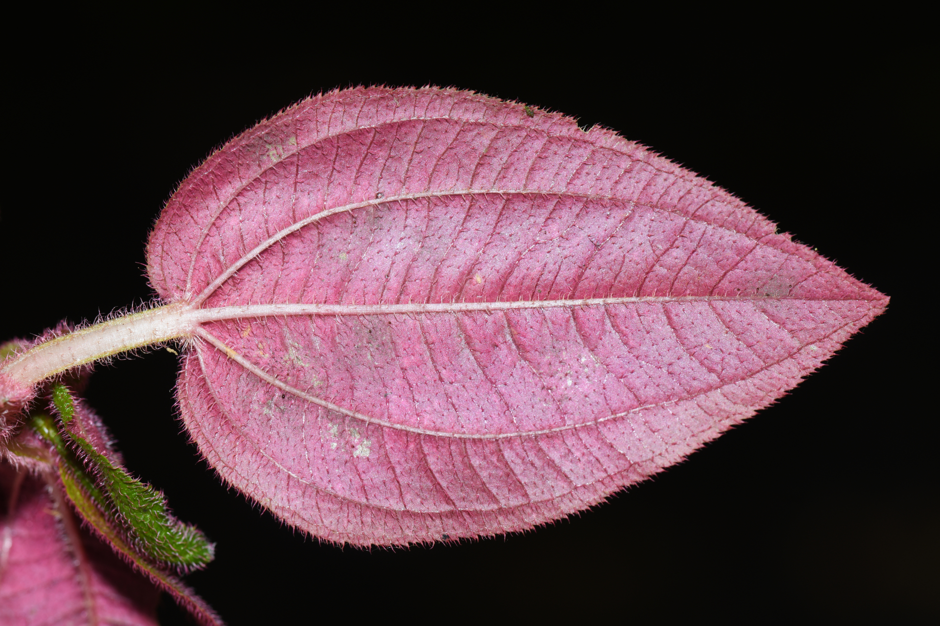 Aciotis annua (Mart. ex DC.) Triana - Photo Bivouac Naturaliste