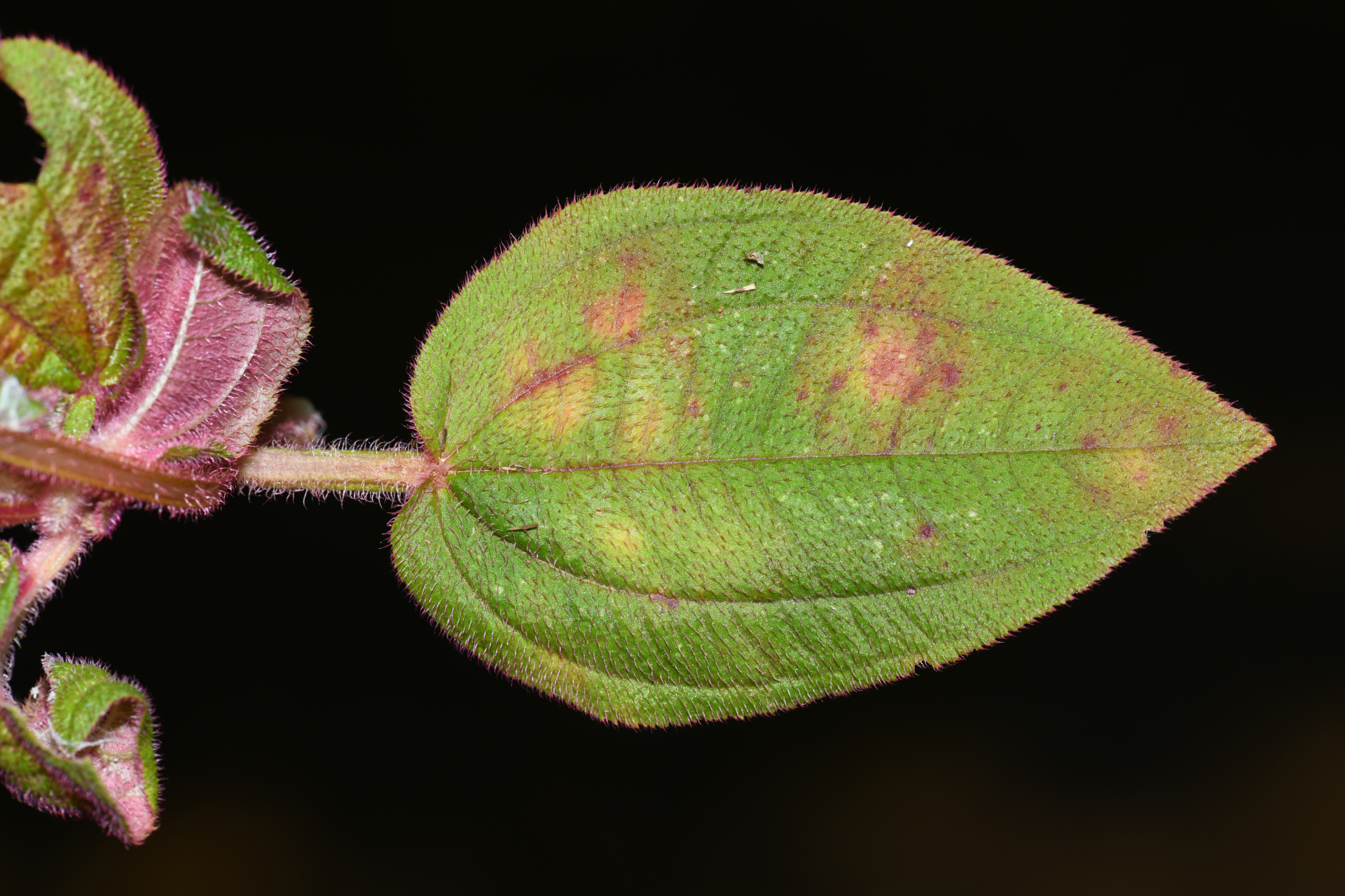 Aciotis annua (Mart. ex DC.) Triana - Photo Bivouac Naturaliste