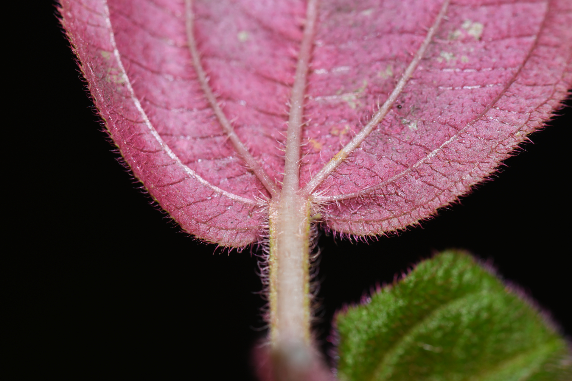 Aciotis annua (Mart. ex DC.) Triana - Photo Bivouac Naturaliste