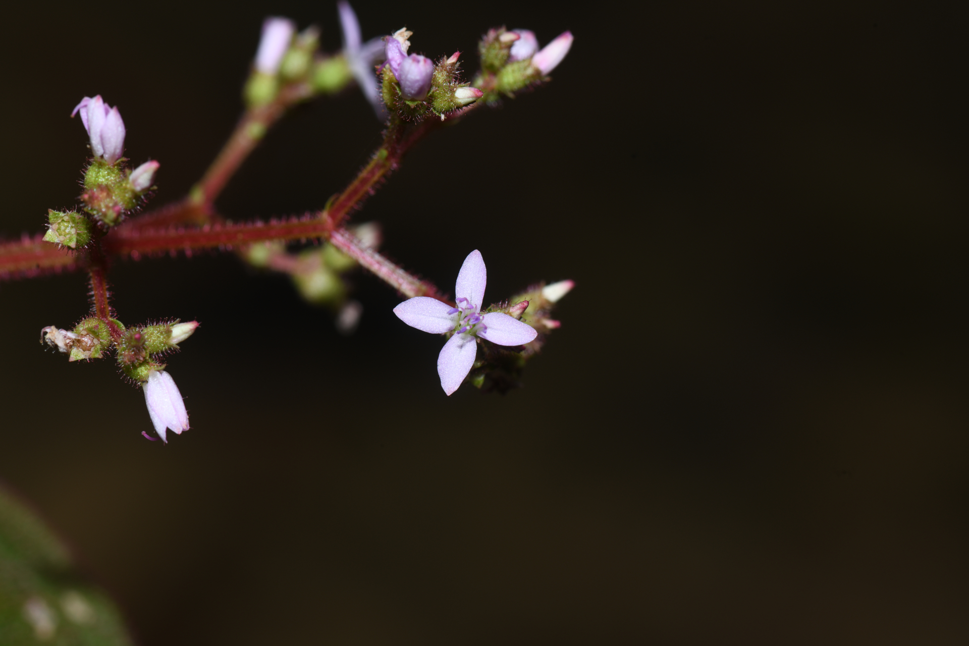 Aciotis annua (Mart. ex DC.) Triana - Photo Bivouac Naturaliste