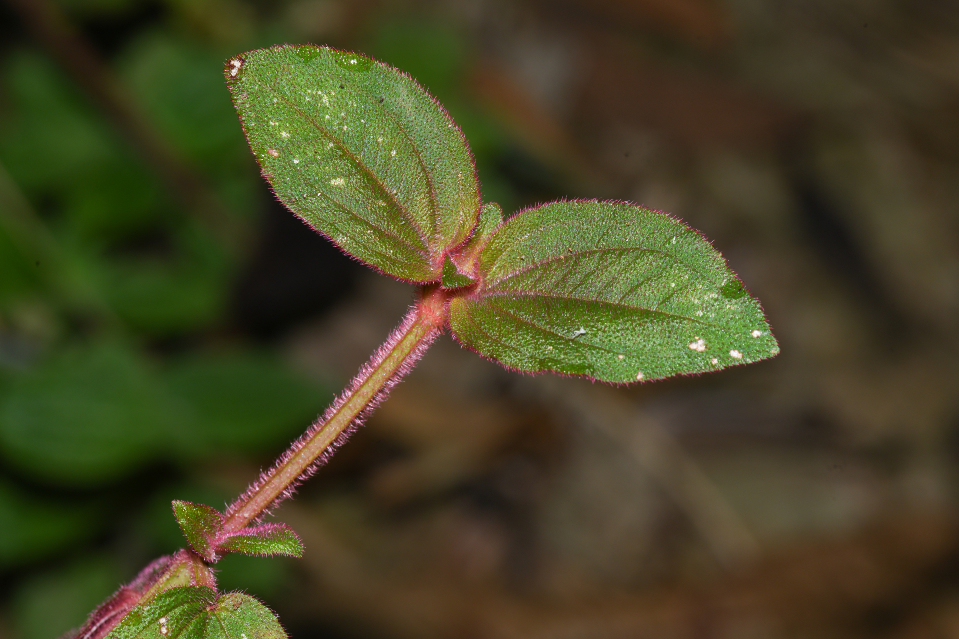 Aciotis annua (Mart. ex DC.) Triana - Photo Bivouac Naturaliste
