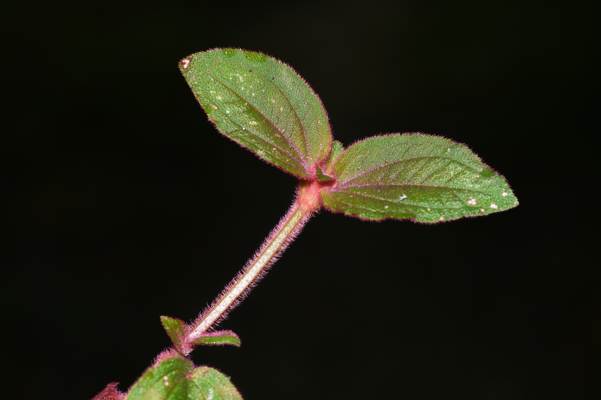 Aciotis annua (Mart. ex DC.) Triana - Photo Bivouac Naturaliste