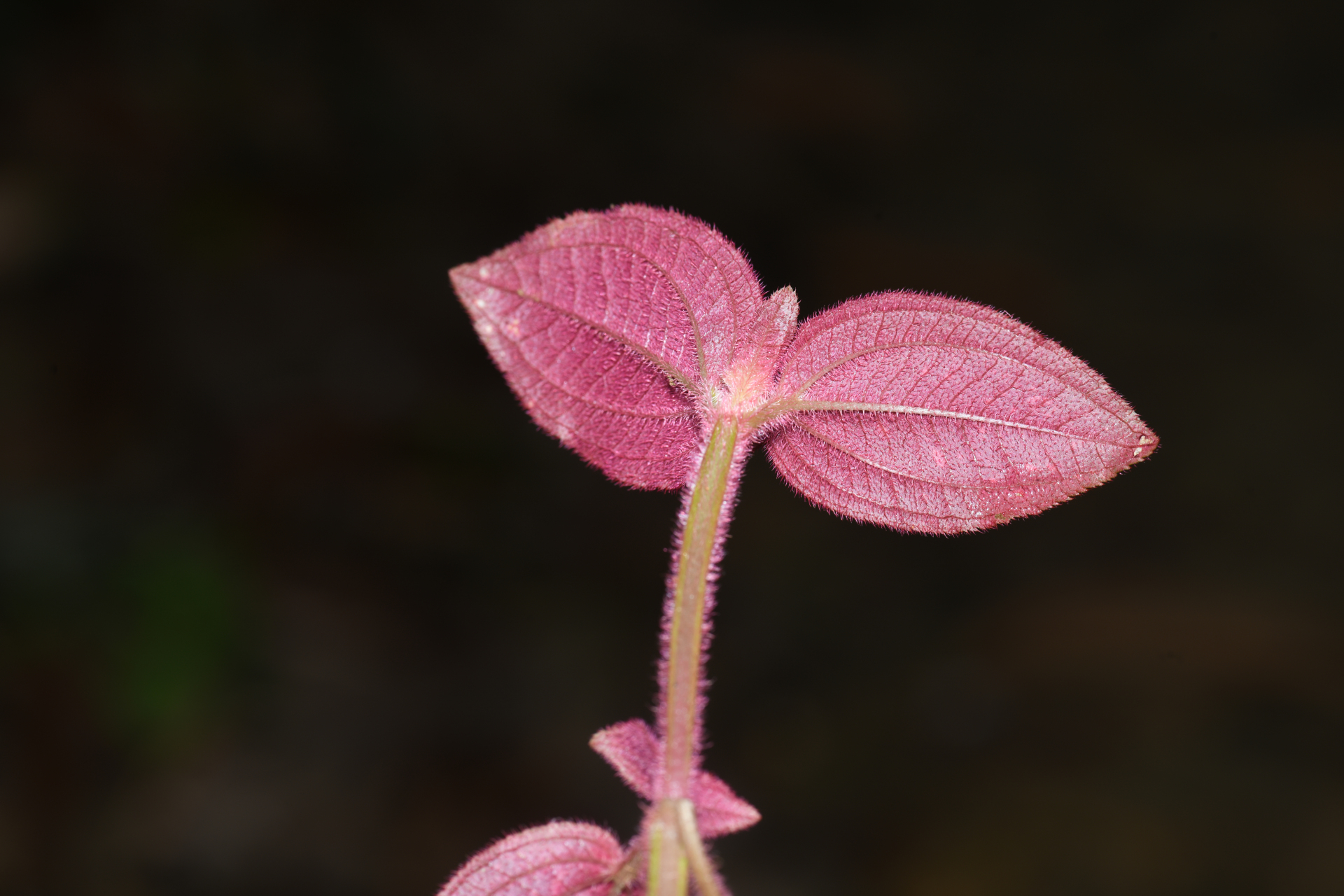 Aciotis annua (Mart. ex DC.) Triana - Photo Bivouac Naturaliste