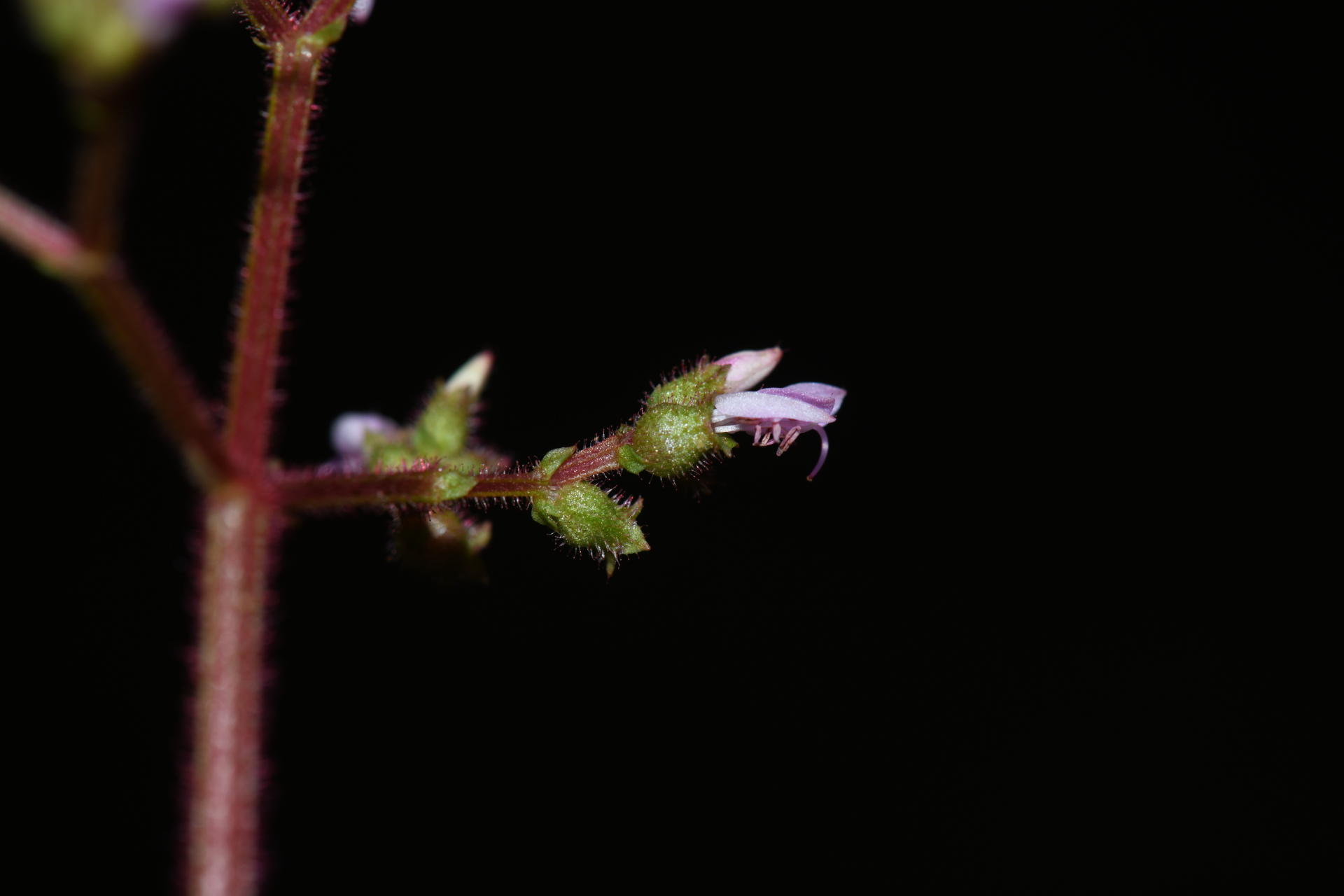 Aciotis annua (Mart. ex DC.) Triana - Photo Bivouac Naturaliste