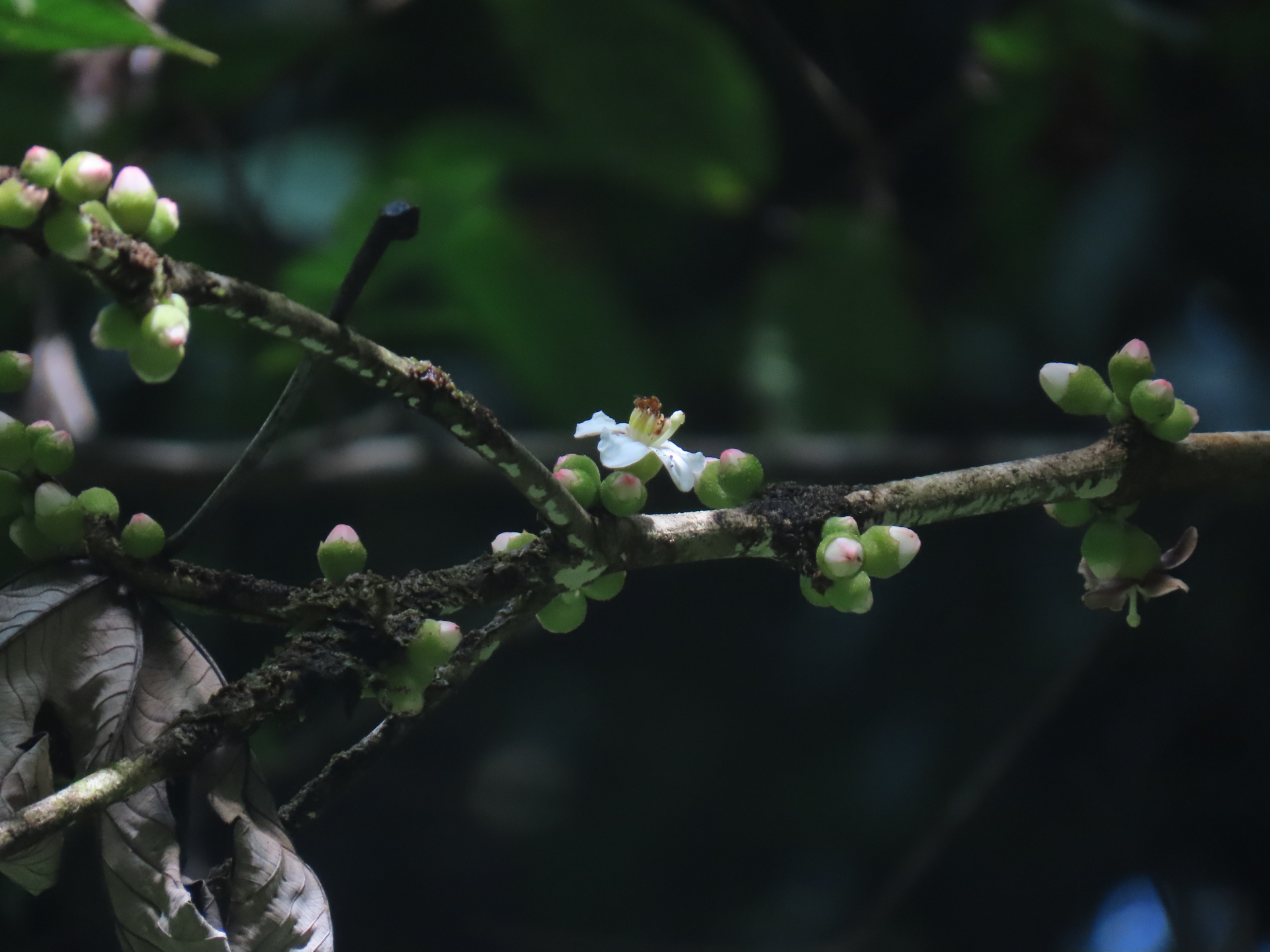 Bellucia mespiloides (Miq.) J.F.Macbr. - Photo Bivouac Naturaliste
