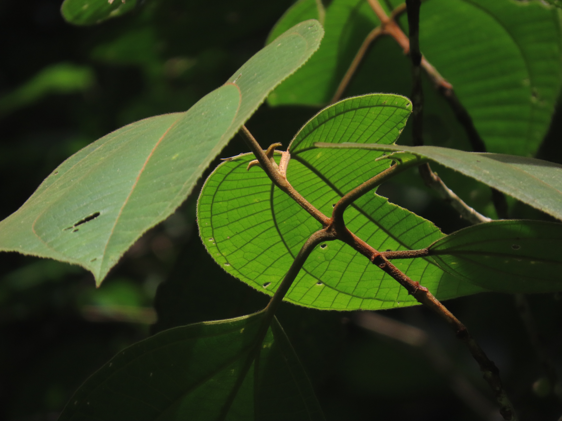 Bellucia mespiloides (Miq.) J.F.Macbr. - Photo Bivouac Naturaliste