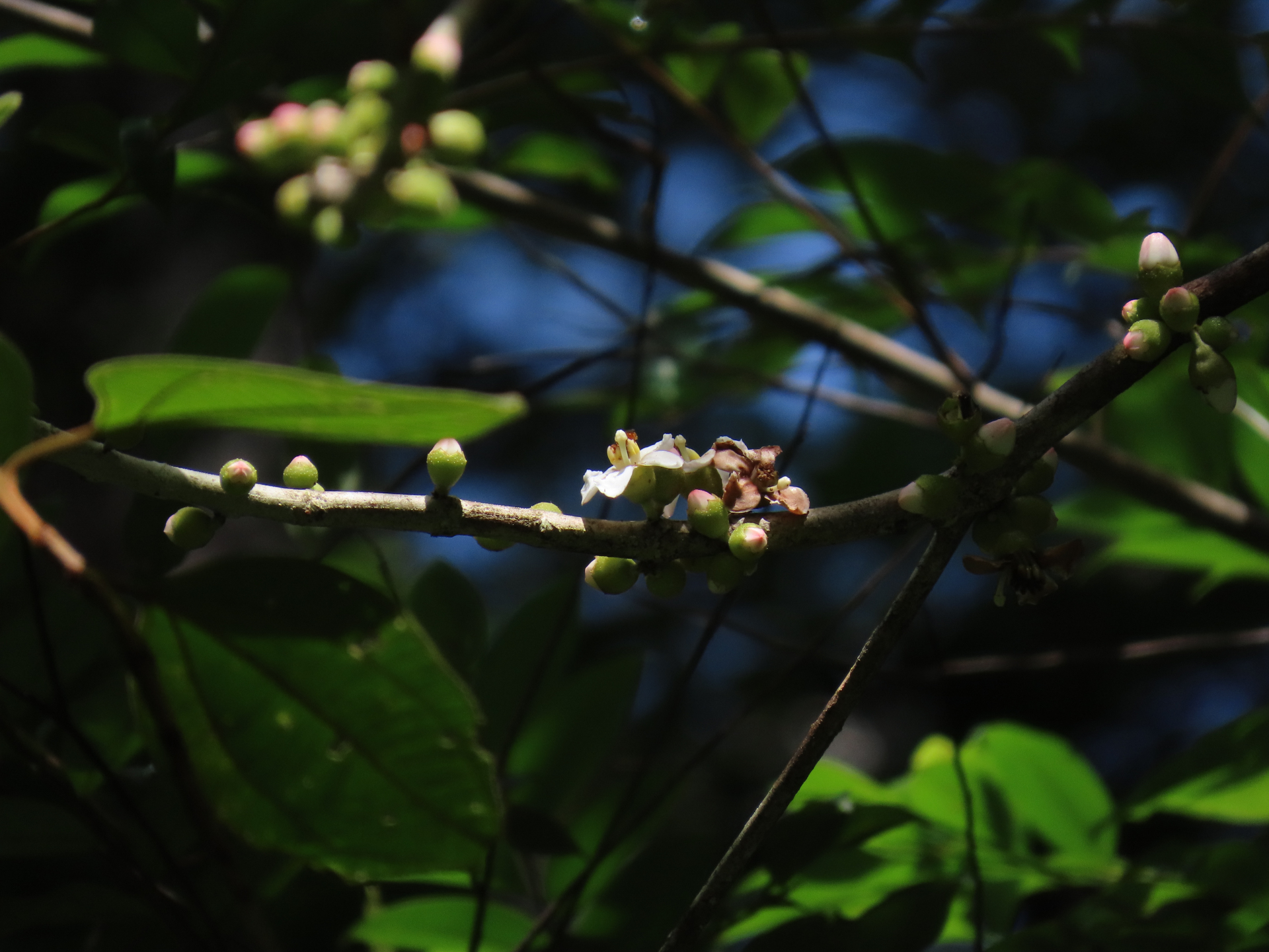 Bellucia mespiloides (Miq.) J.F.Macbr. - Photo Bivouac Naturaliste