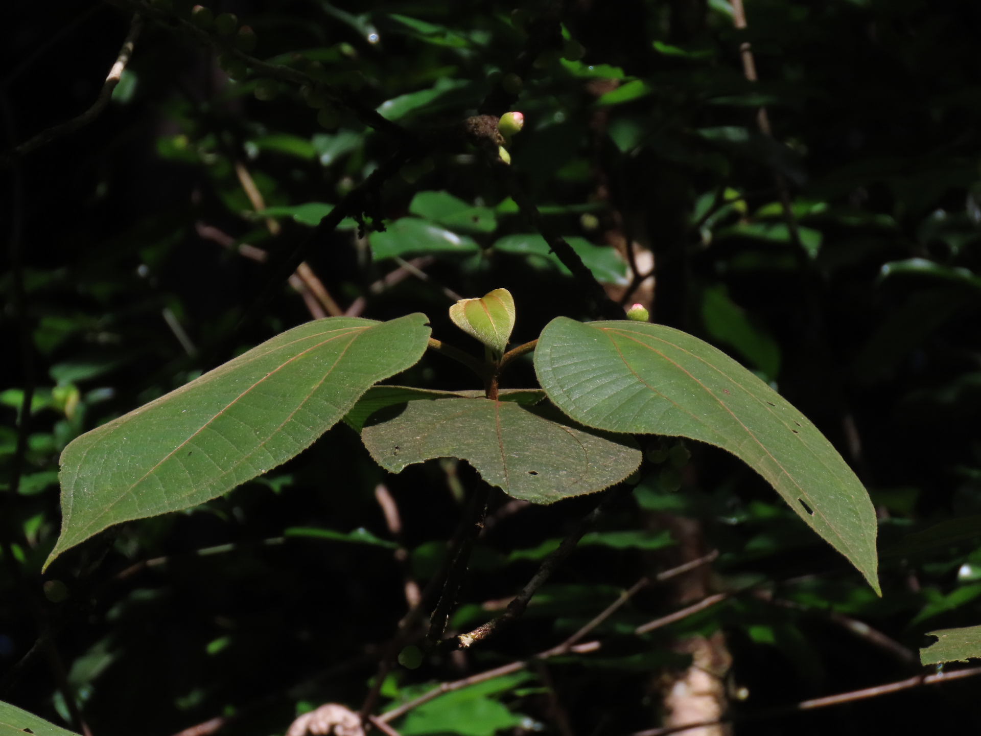 Bellucia mespiloides (Miq.) J.F.Macbr. - Photo Bivouac Naturaliste