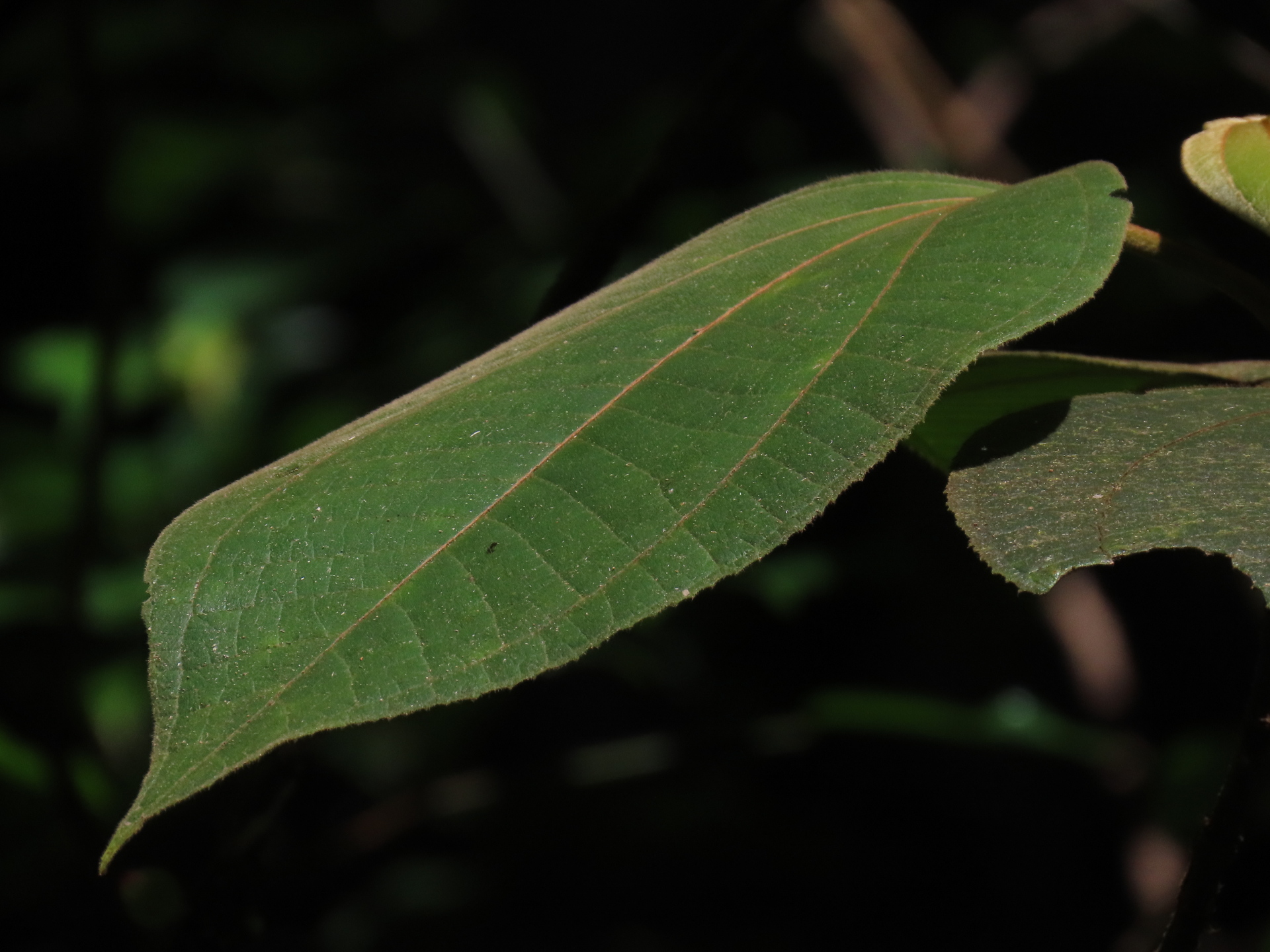 Bellucia mespiloides (Miq.) J.F.Macbr. - Photo Bivouac Naturaliste