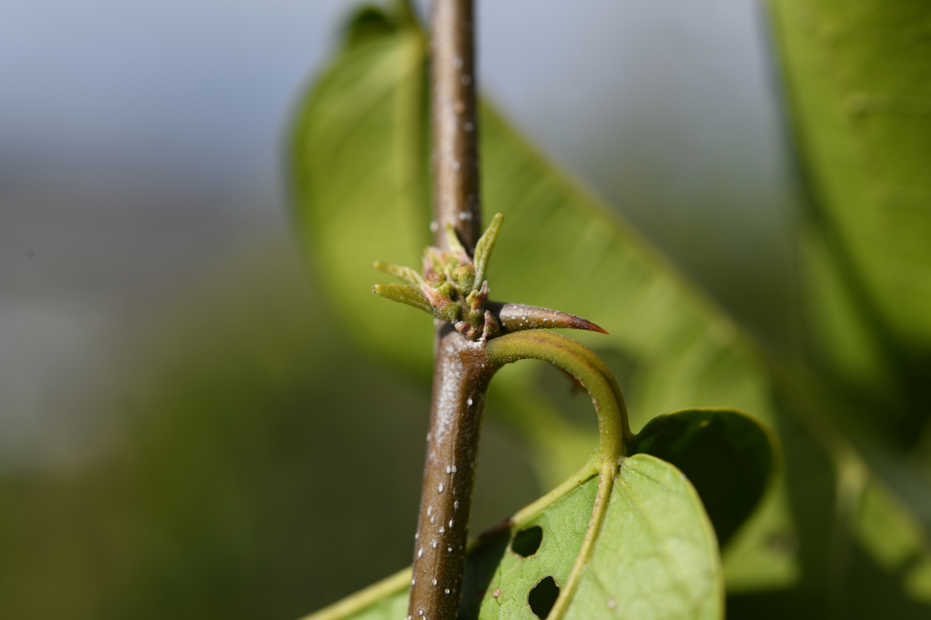 Celtis iguanaea (Jacq.) Sarg. - Photo Bivouac Naturaliste