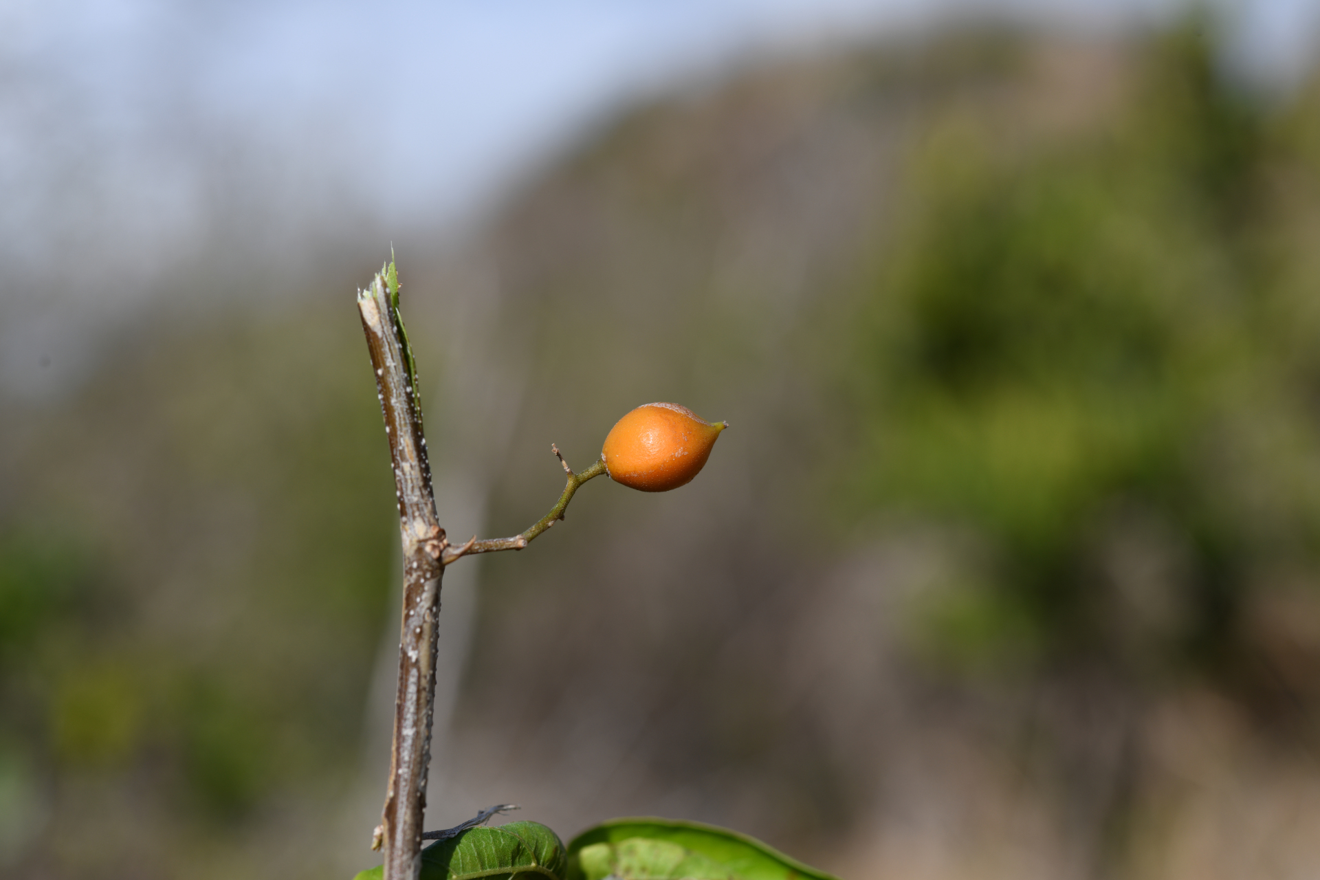 Celtis iguanaea (Jacq.) Sarg. - Photo Bivouac Naturaliste