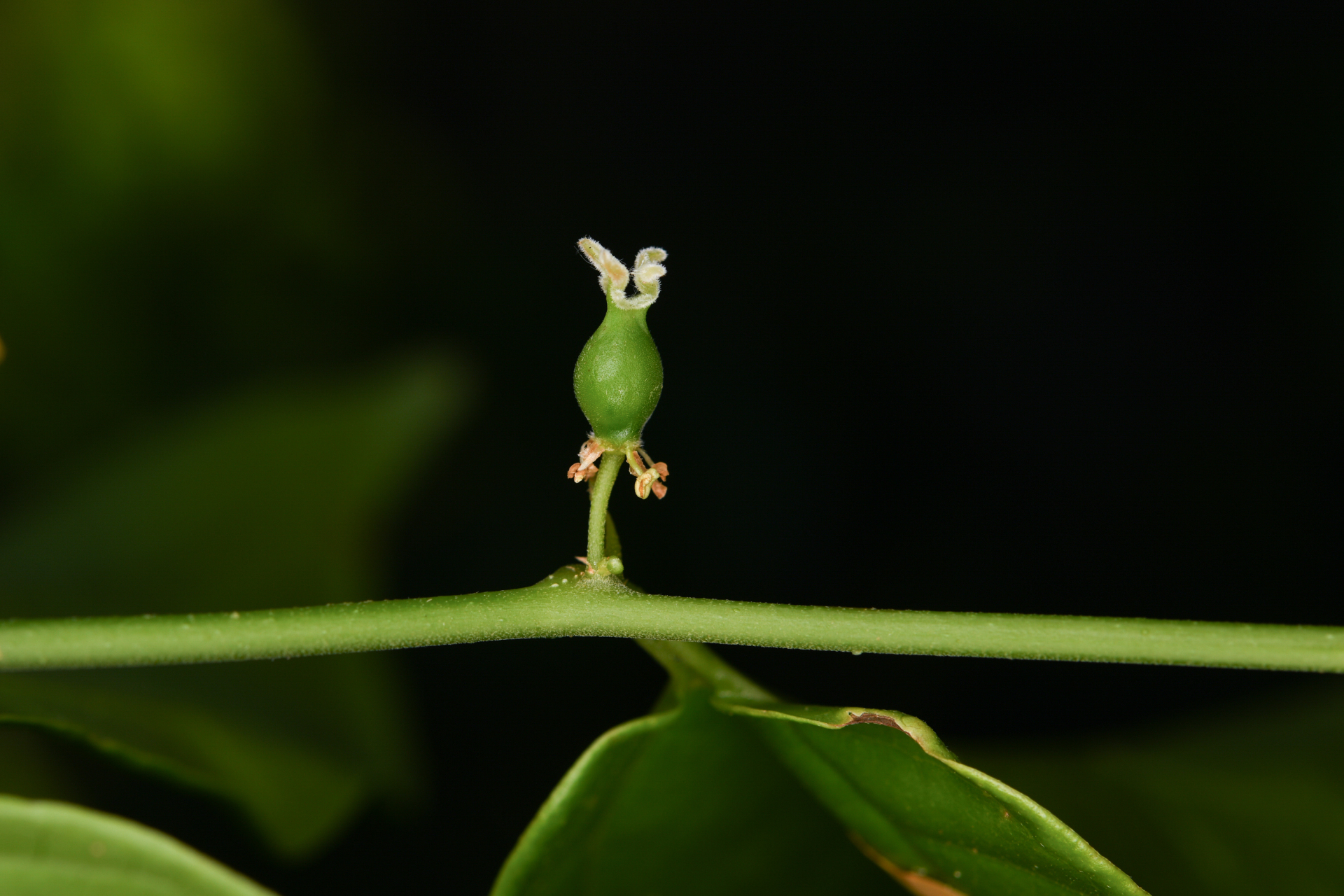 Celtis iguanaea (Jacq.) Sarg. - Photo Bivouac Naturaliste