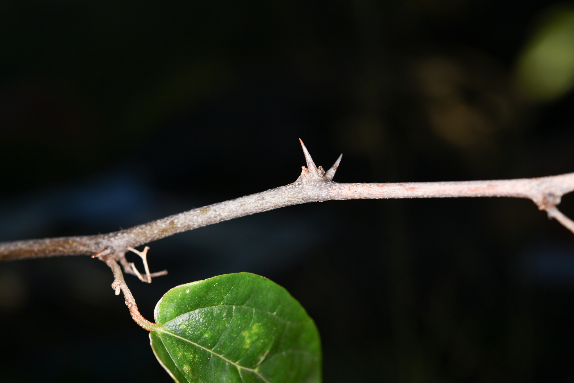 Celtis iguanaea (Jacq.) Sarg. - Photo Bivouac Naturaliste