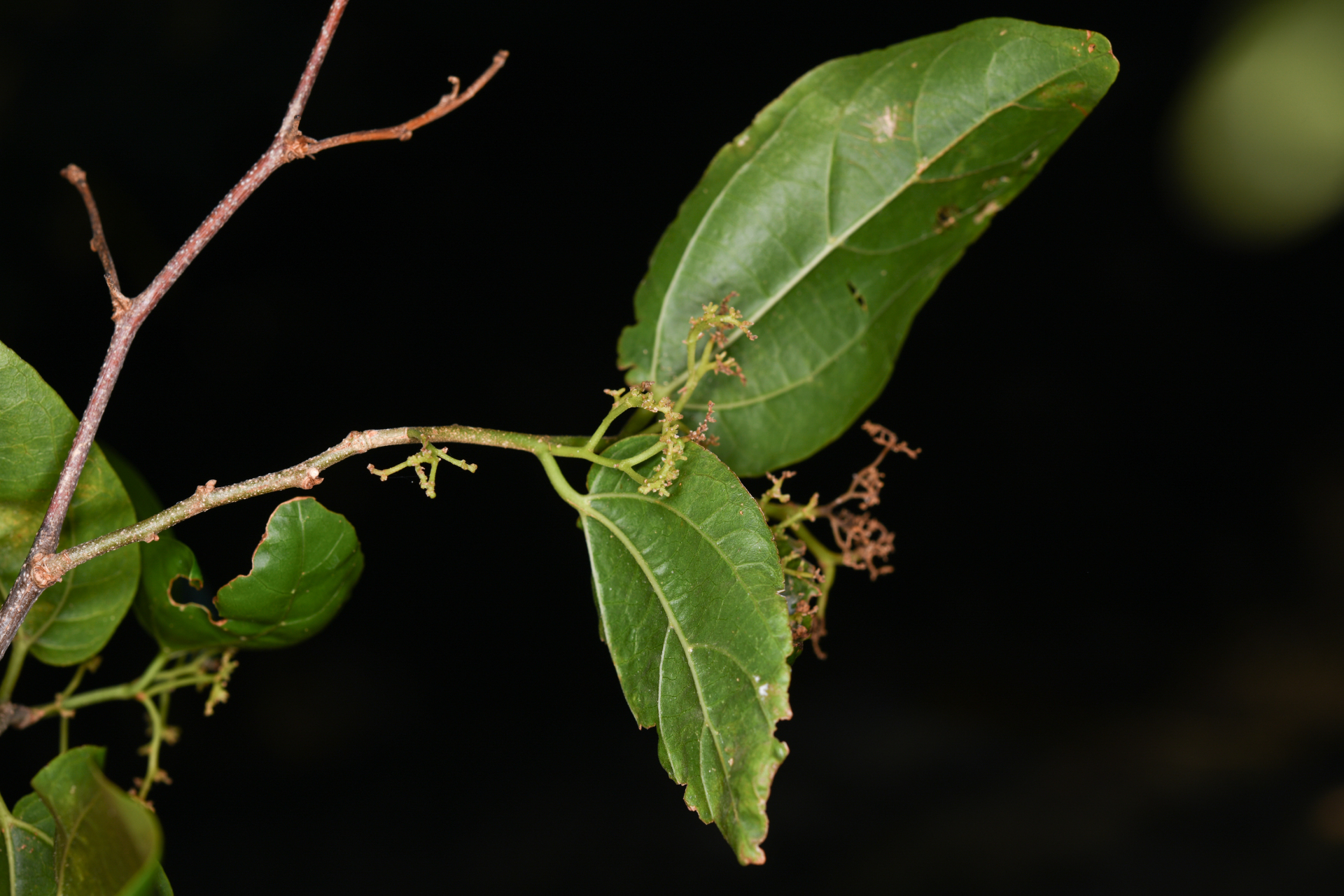 Celtis iguanaea (Jacq.) Sarg. - Photo Bivouac Naturaliste