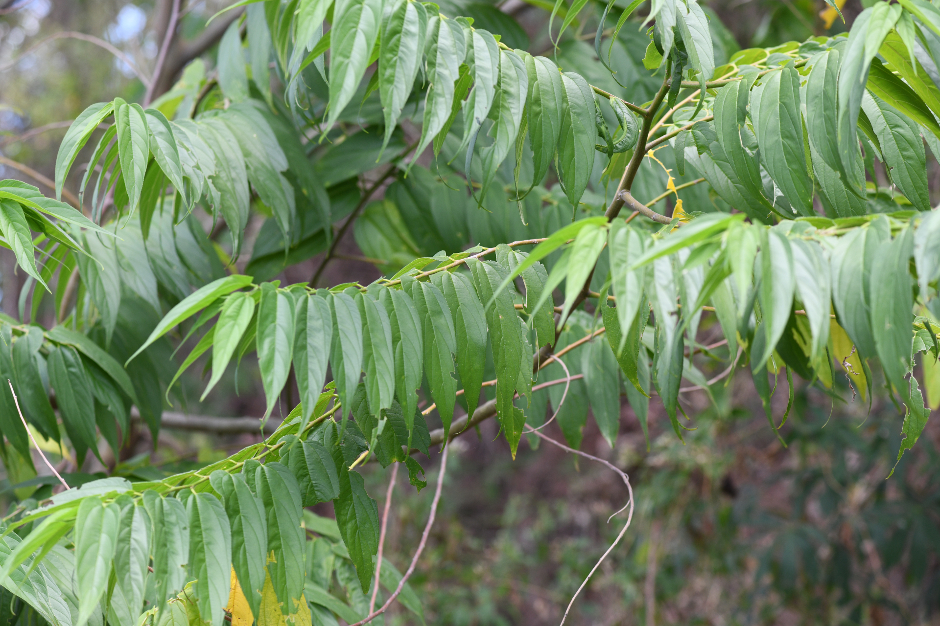 Trema micranthum (L.) Blume - Photo Bivouac Naturaliste