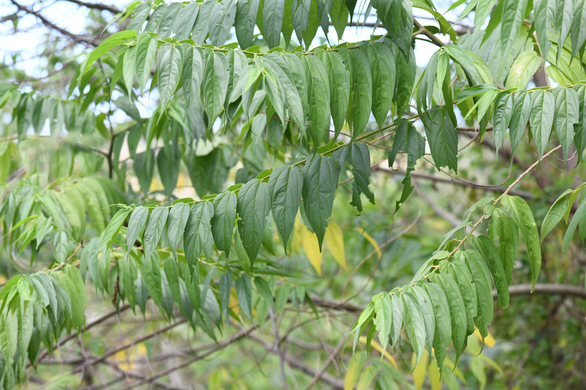 Trema micranthum (L.) Blume - Photo Bivouac Naturaliste
