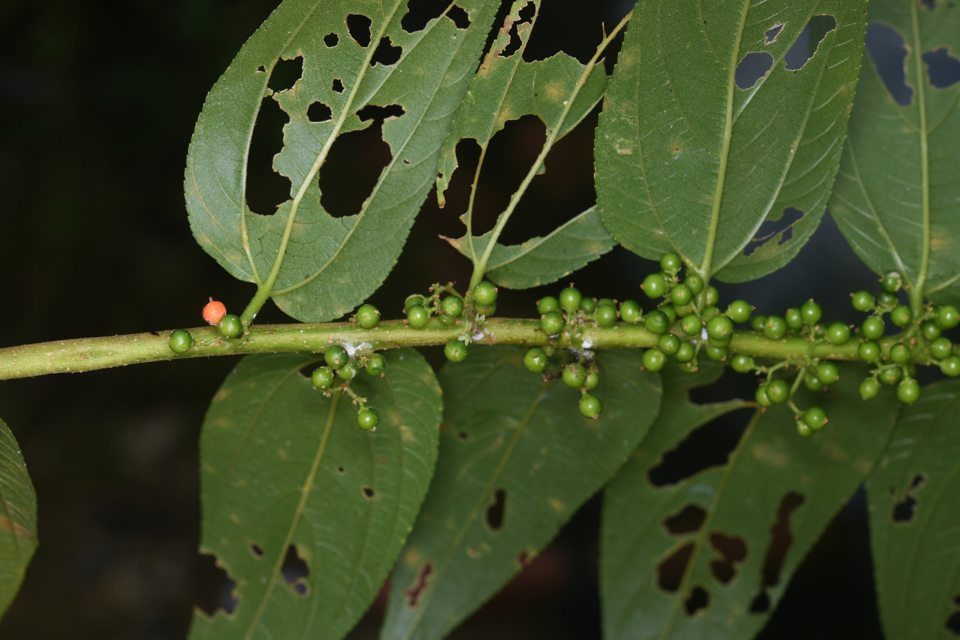Trema micranthum (L.) Blume - Photo Bivouac Naturaliste