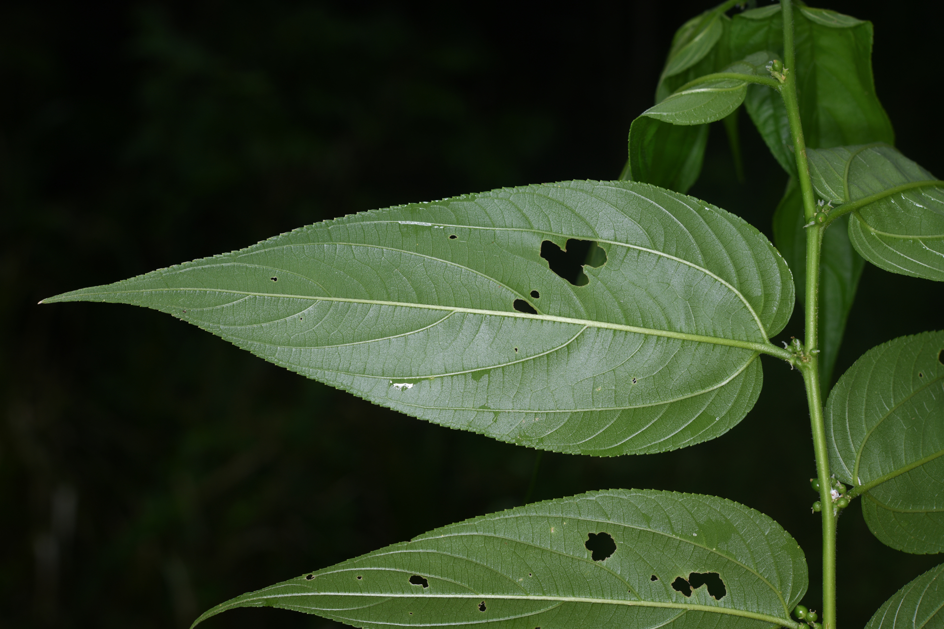 Trema micranthum (L.) Blume - Photo Bivouac Naturaliste