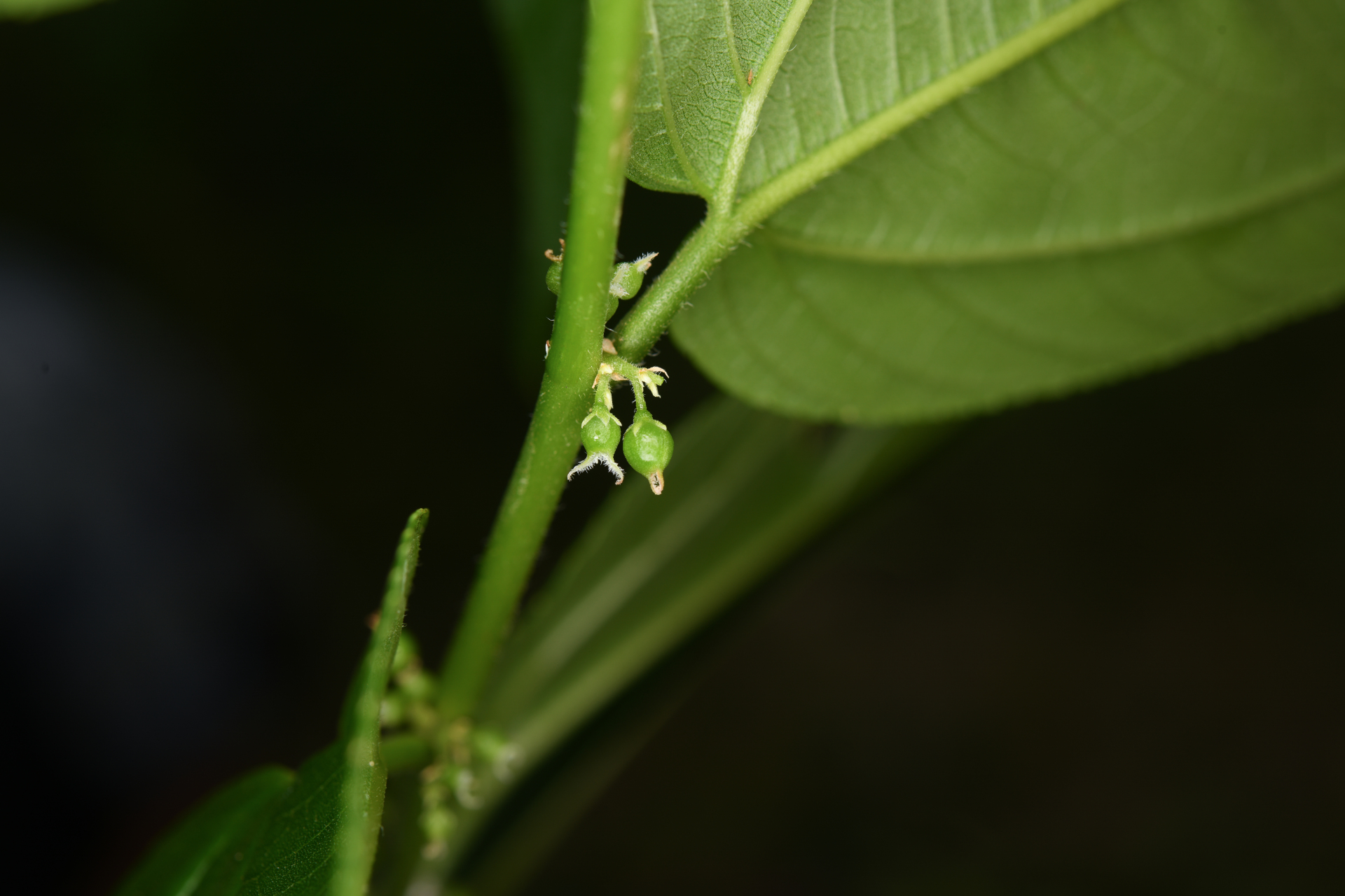 Trema micranthum (L.) Blume - Photo Bivouac Naturaliste