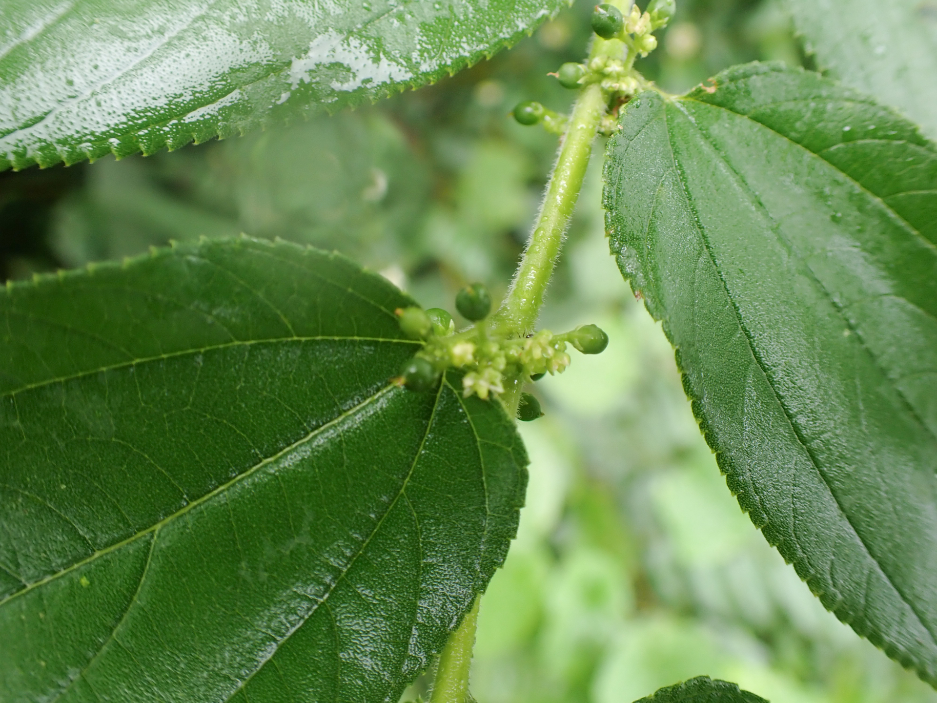 Trema micranthum (L.) Blume - Photo Bivouac Naturaliste