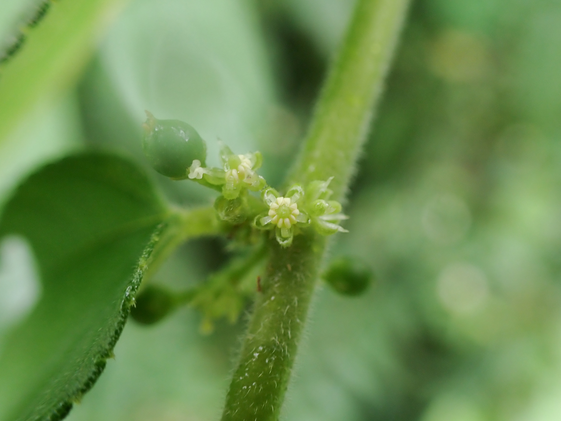 Trema micranthum (L.) Blume - Photo Bivouac Naturaliste