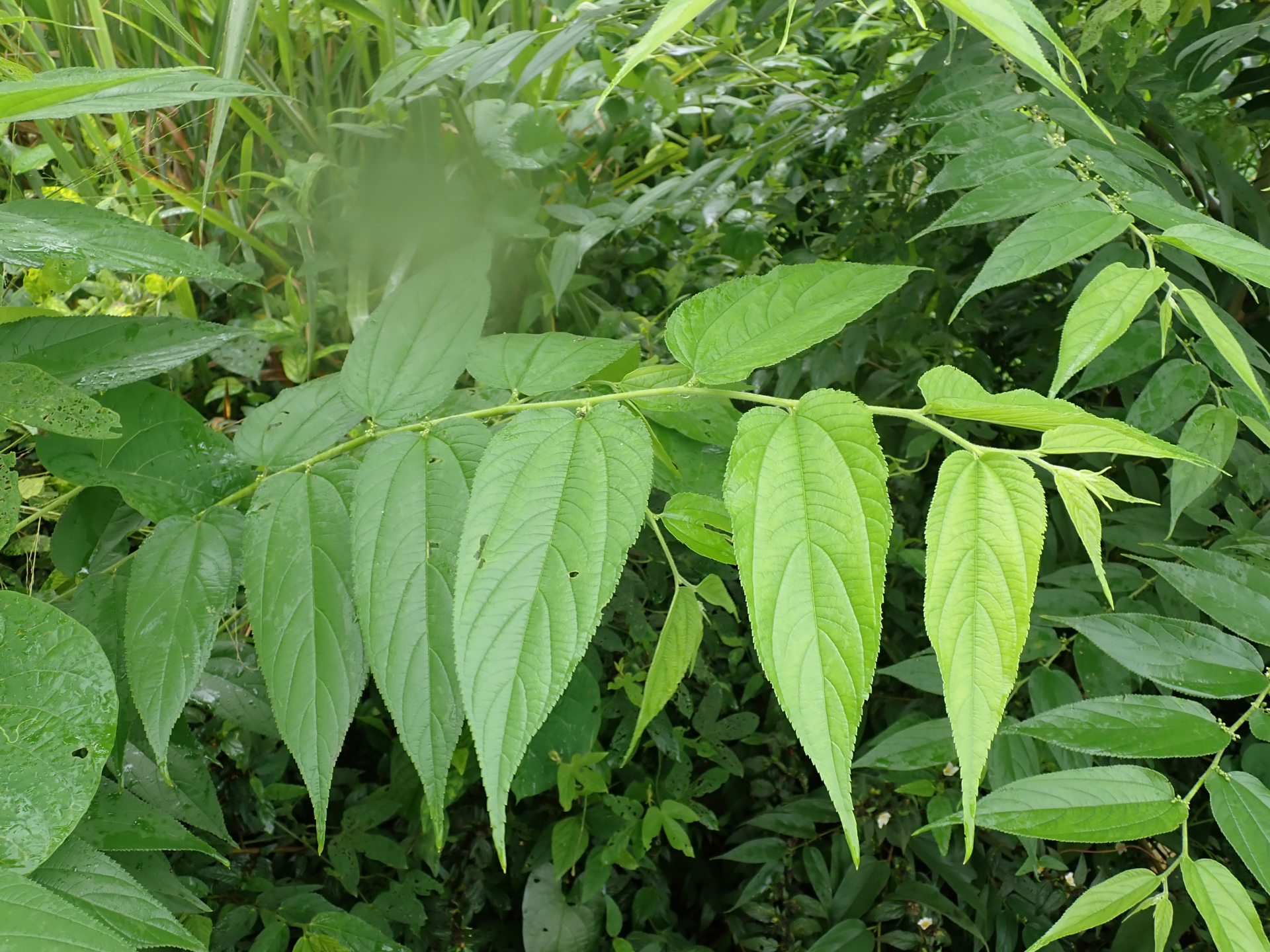 Trema micranthum (L.) Blume - Photo Bivouac Naturaliste