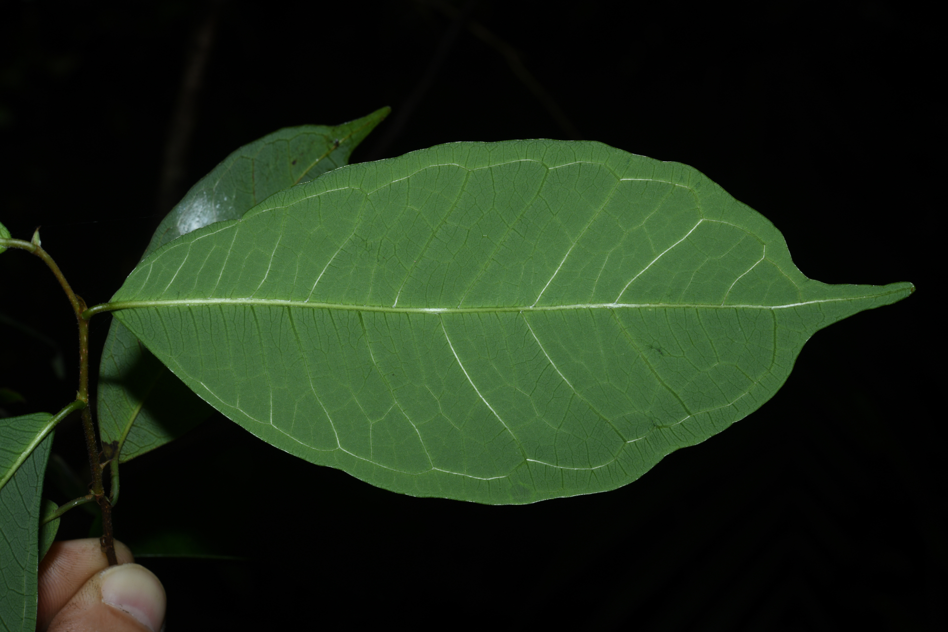 Brosimum guianense (Aubl.) Huber ex Ducke - Photo Bivouac Naturaliste