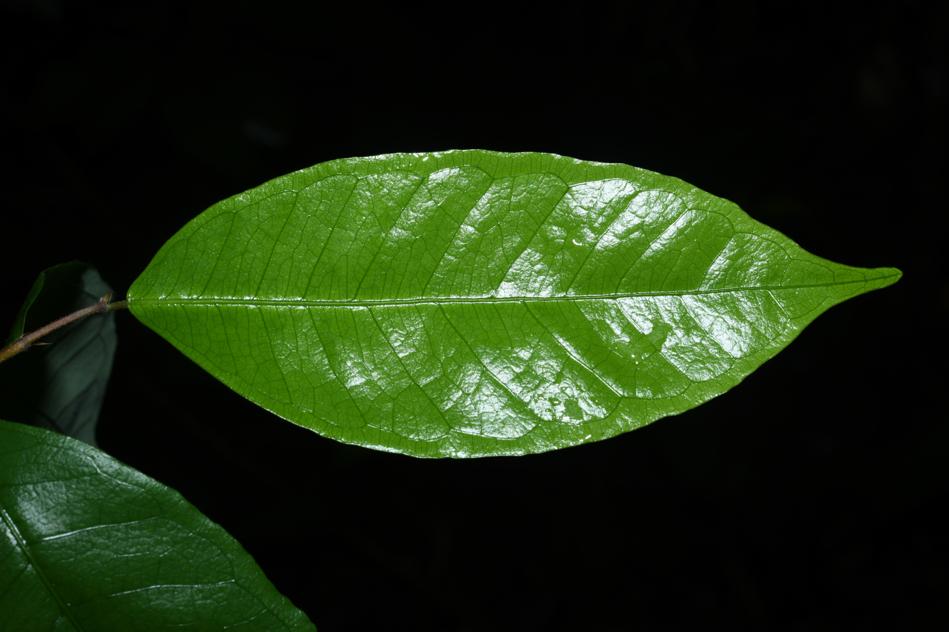 Brosimum guianense (Aubl.) Huber ex Ducke - Photo Bivouac Naturaliste