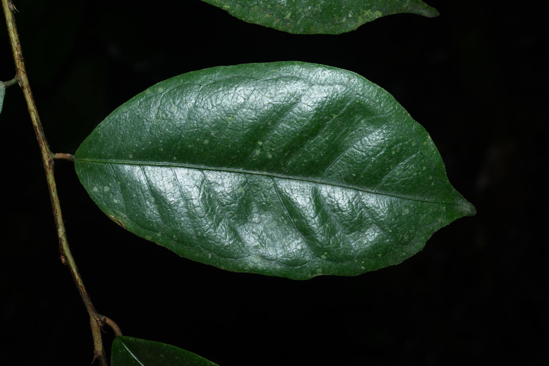 Brosimum guianense (Aubl.) Huber ex Ducke - Photo Bivouac Naturaliste