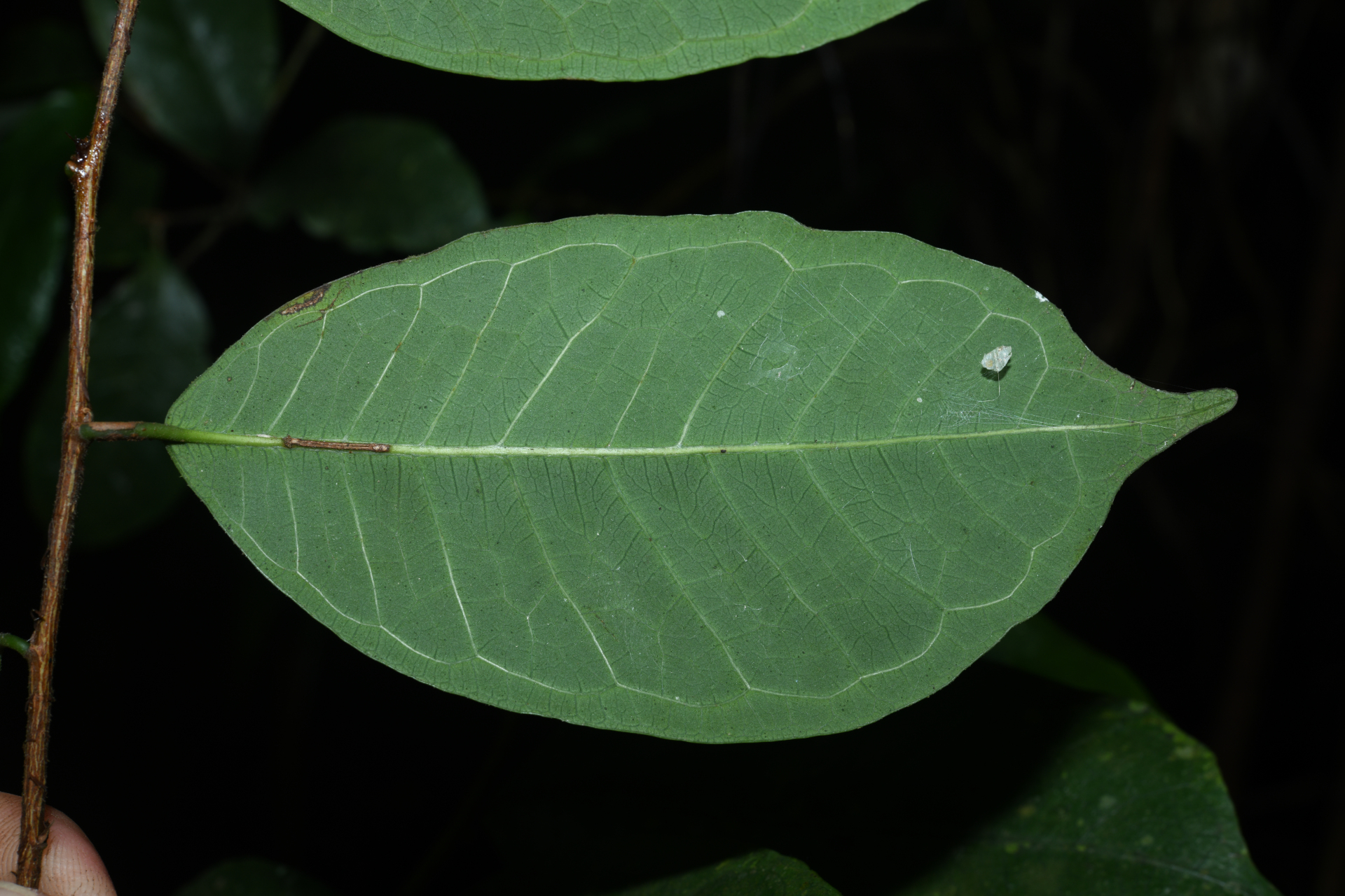 Brosimum guianense (Aubl.) Huber ex Ducke - Photo Bivouac Naturaliste
