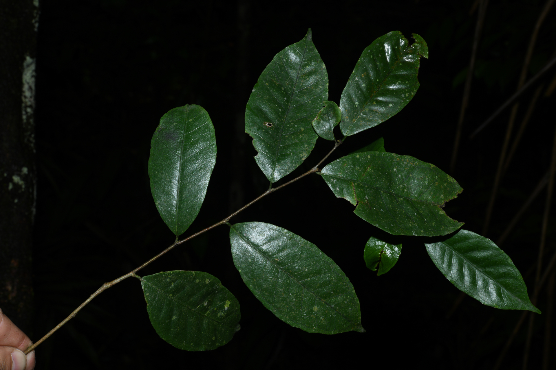 Brosimum guianense (Aubl.) Huber ex Ducke - Photo Bivouac Naturaliste