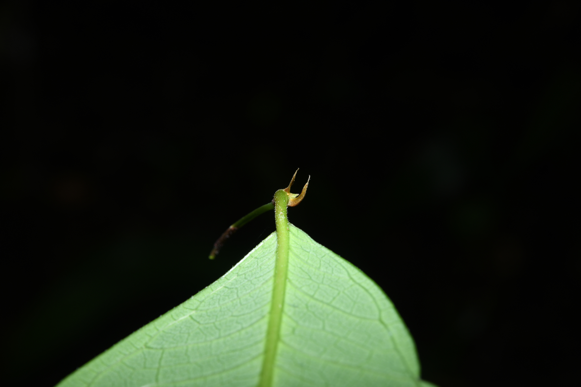 Brosimum guianense (Aubl.) Huber ex Ducke - Photo Bivouac Naturaliste