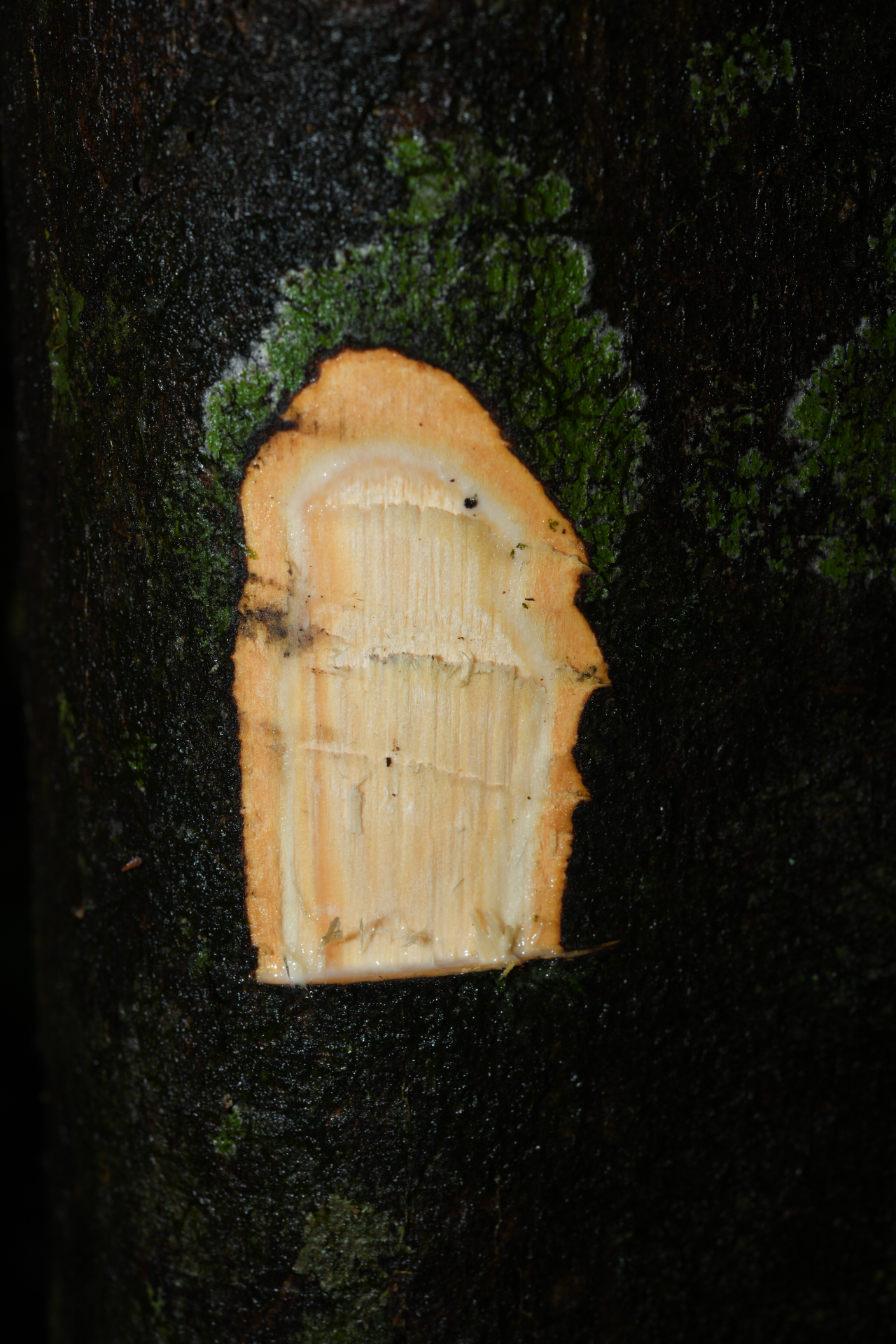 Brosimum guianense (Aubl.) Huber ex Ducke - Photo Bivouac Naturaliste