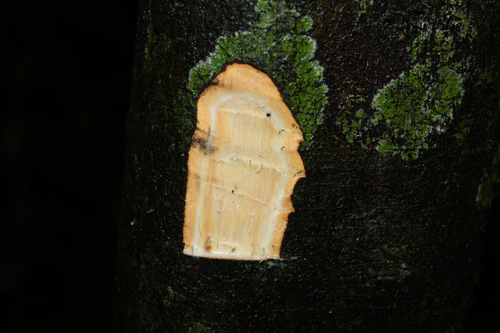 Brosimum guianense (Aubl.) Huber ex Ducke - Photo Bivouac Naturaliste