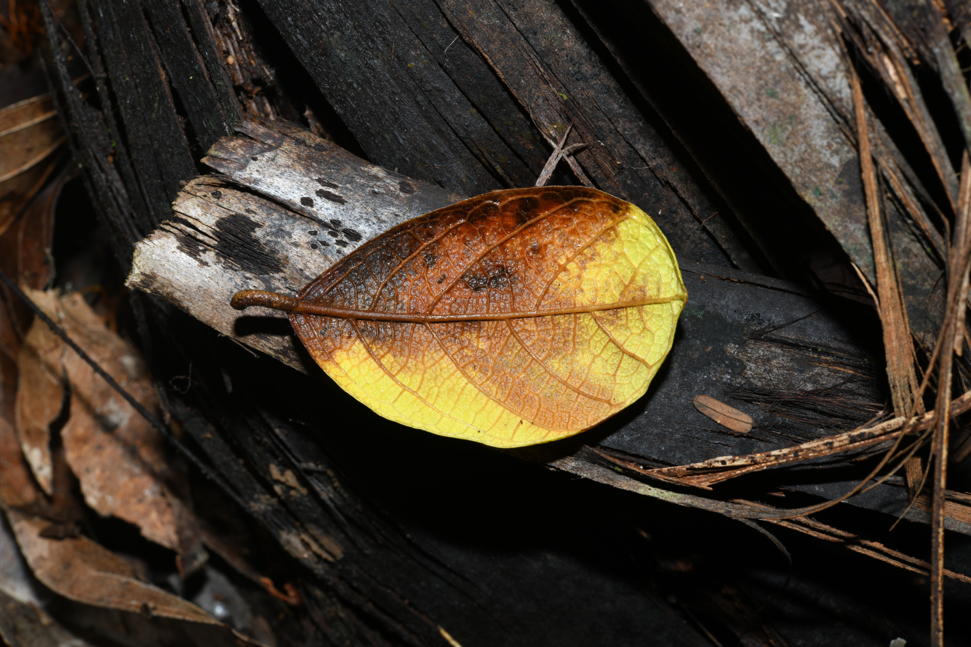 Brosimum guianense (Aubl.) Huber ex Ducke - Photo Bivouac Naturaliste
