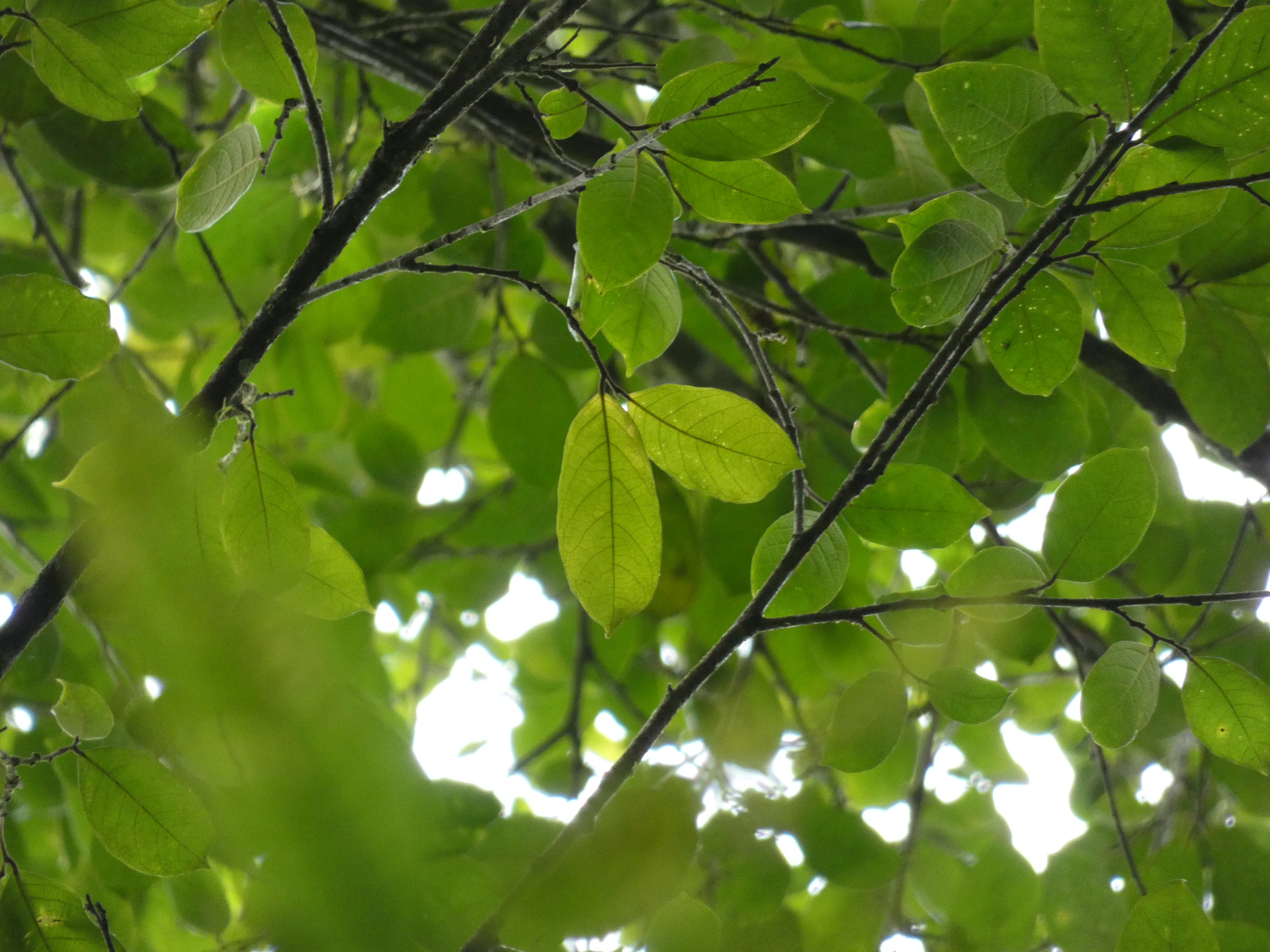 Brosimum guianense (Aubl.) Huber ex Ducke - Photo Bivouac Naturaliste