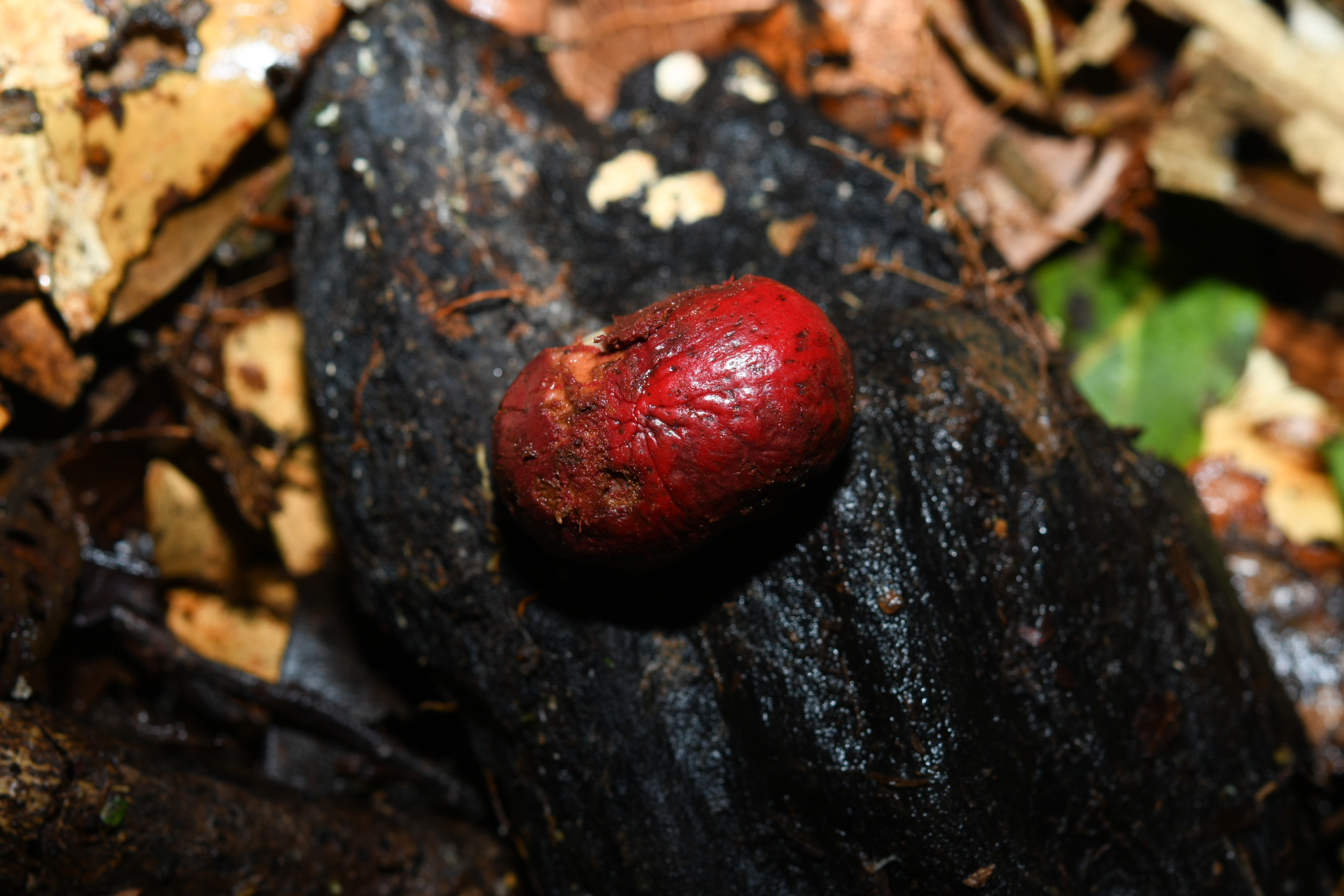 Iryanthera hostmannii (Benth.) Warb. - Photo Bivouac Naturaliste